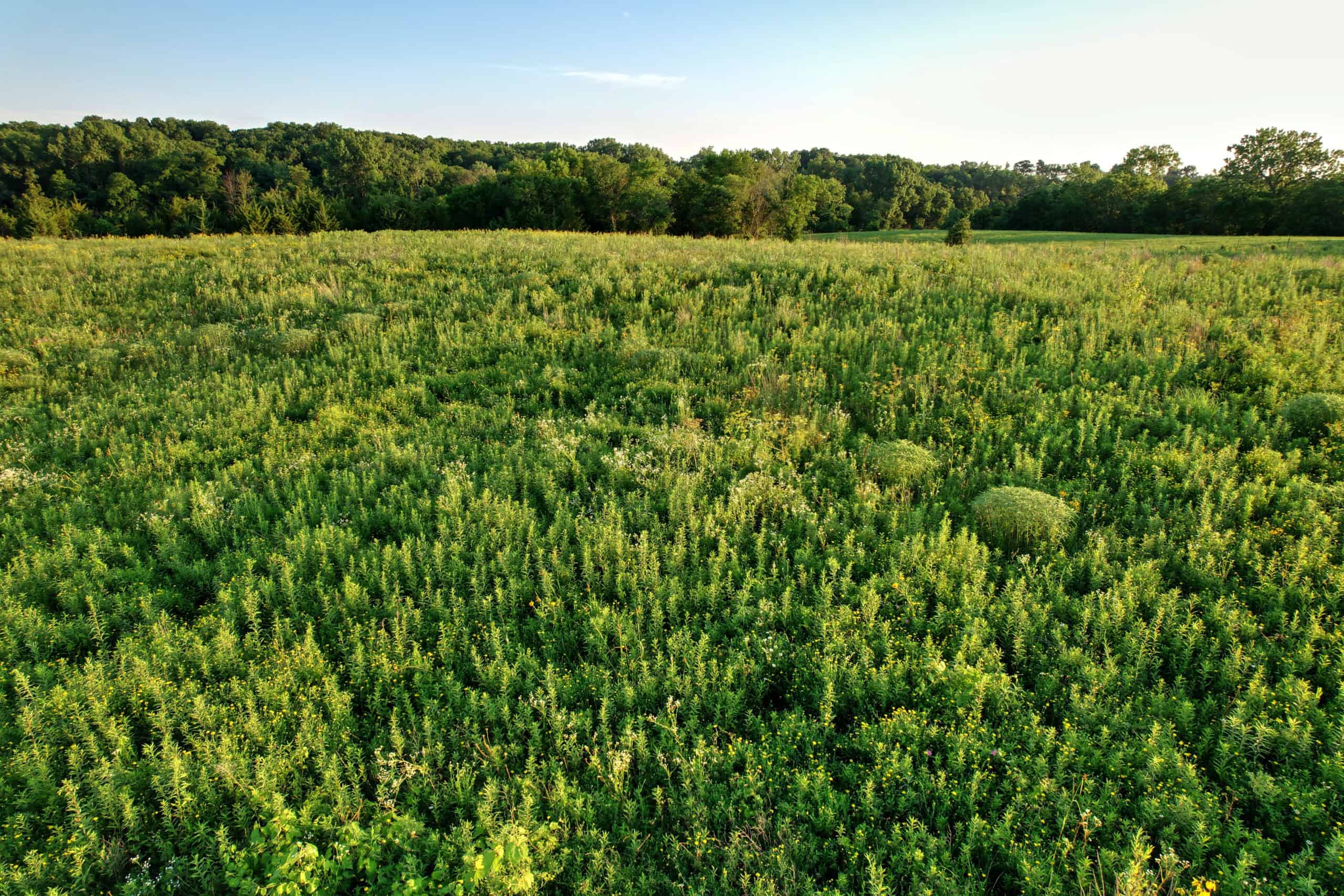 Southern Iowa Combination Hunting Tract