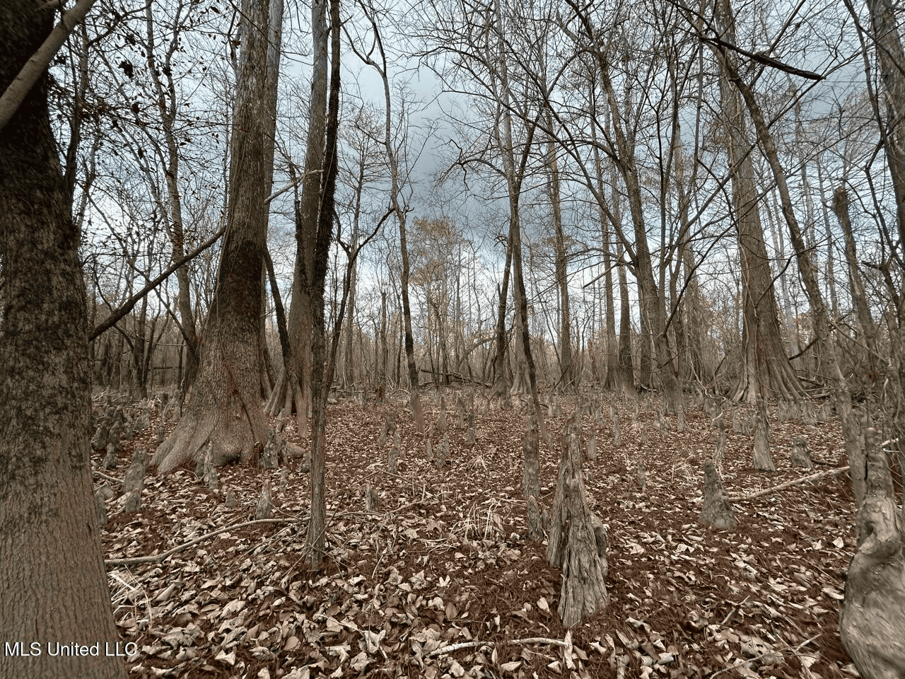 700 Acres in Allen Parish, Louisiana