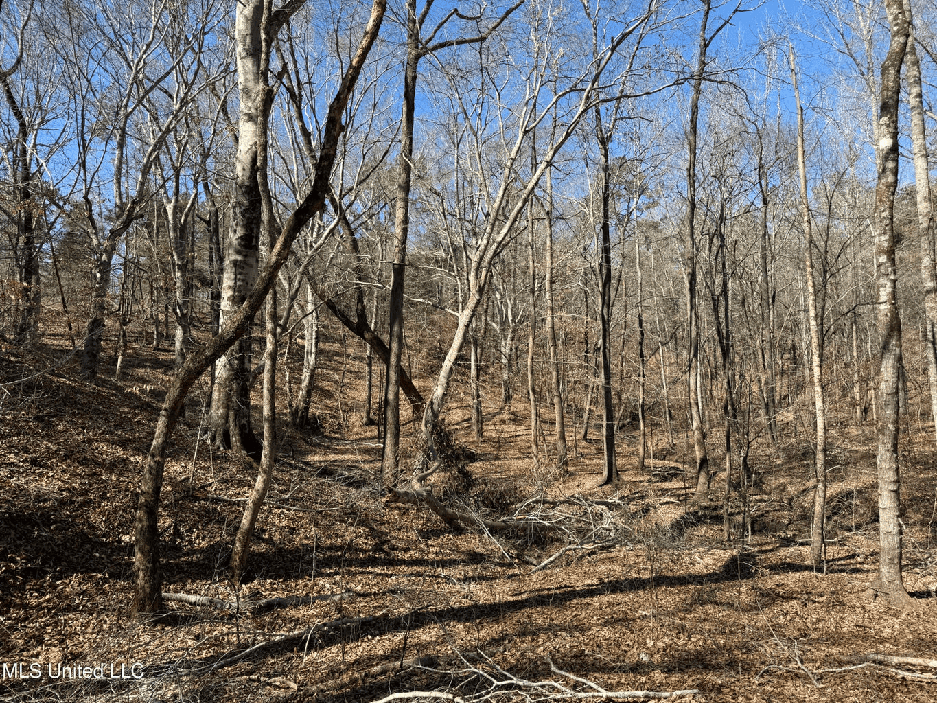 Hunting Land for Sale in Yalobusha County, MS