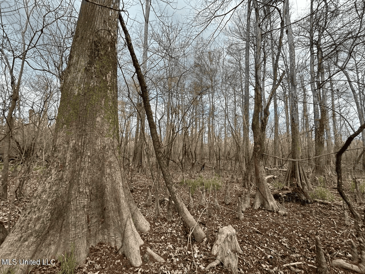 700 Acres in Allen Parish, Louisiana
