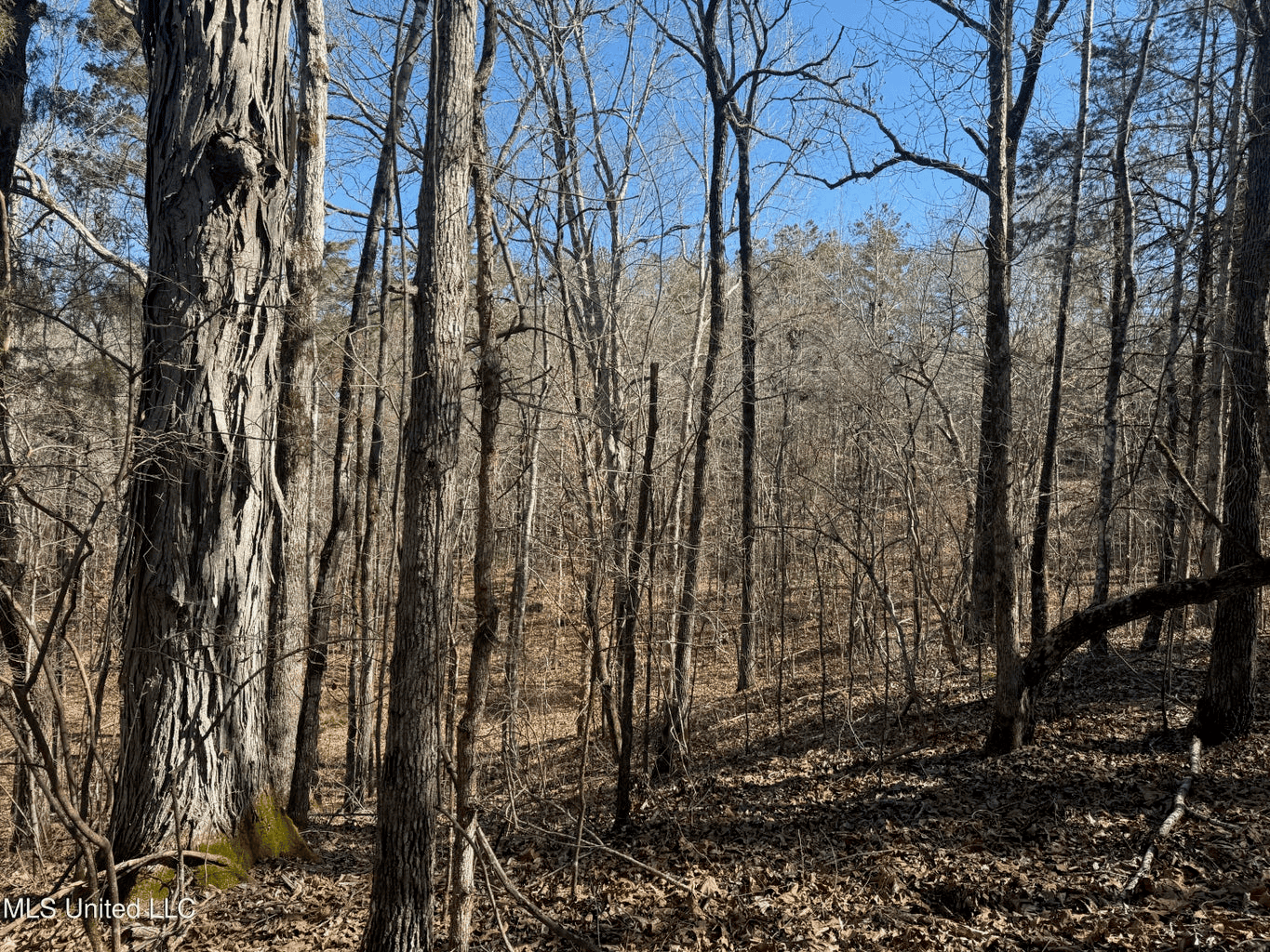 Hunting Land for Sale in Yalobusha County, MS