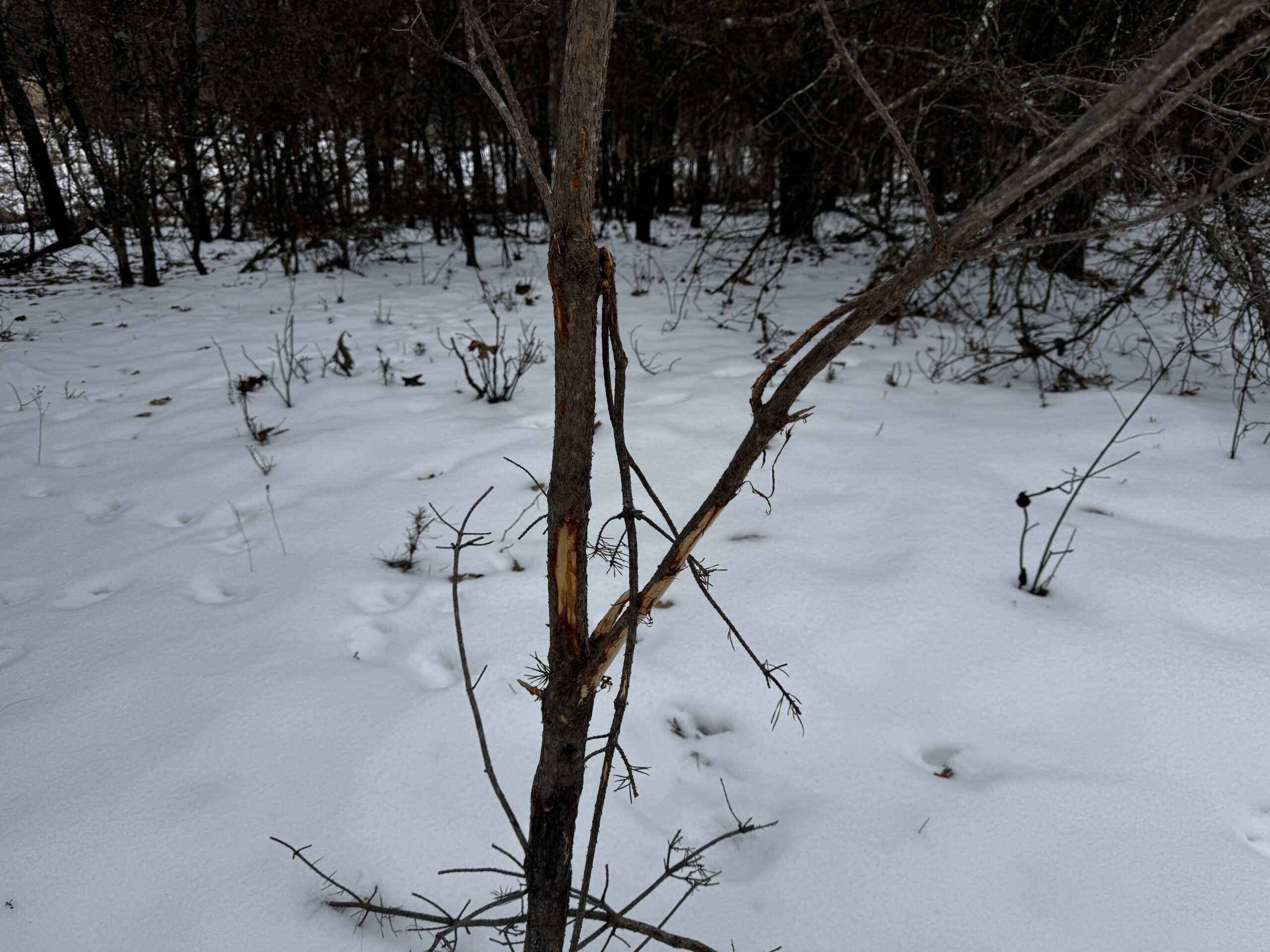 120± acre tract in the Town of Clearfield, Juneau County