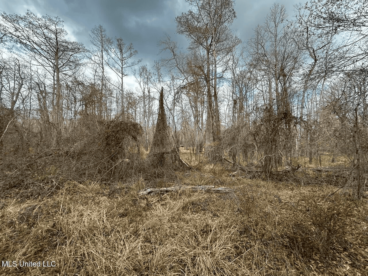 700 Acres in Allen Parish, Louisiana