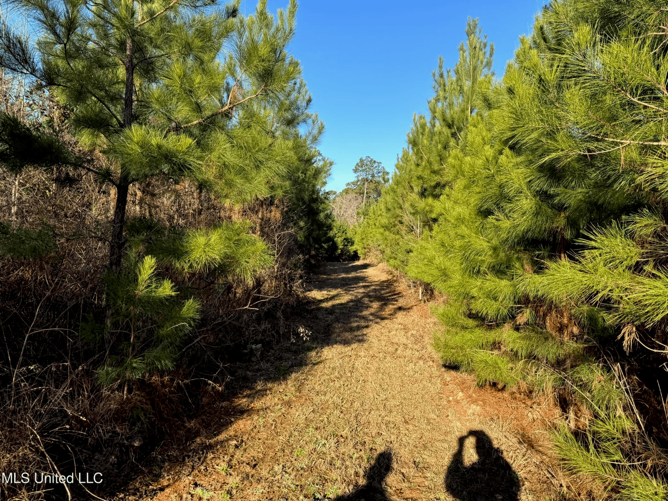 South MS Camp and Land Bordering the National Forest