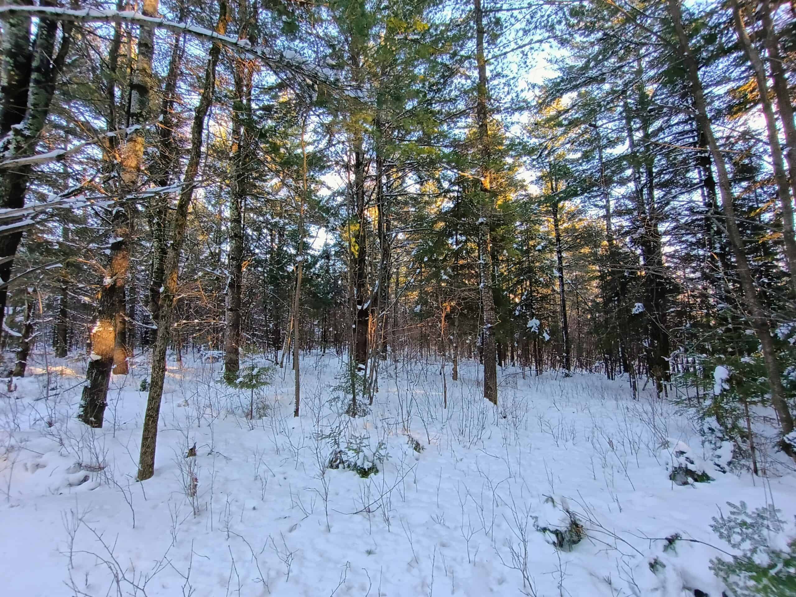 Custom Built Home with 124.16 ± Acres for Sale in Park Falls, WI