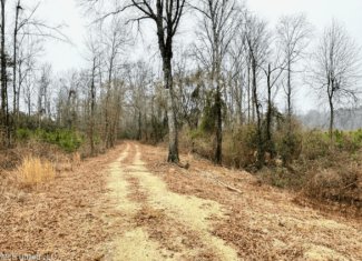 Hunting & Homesite Land Near Tylertown, MS