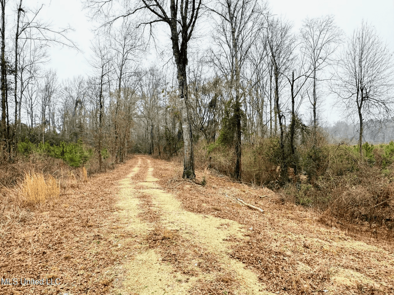 Hunting & Homesite Land Near Tylertown, MS
