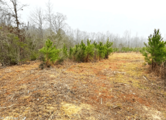 Hunting & Homesite Land Near Tylertown, MS