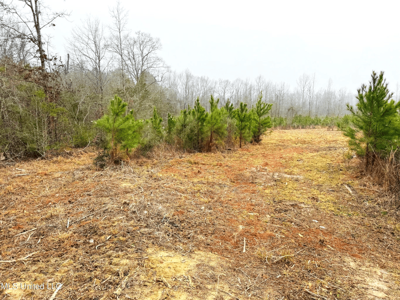 Hunting & Homesite Land Near Tylertown, MS