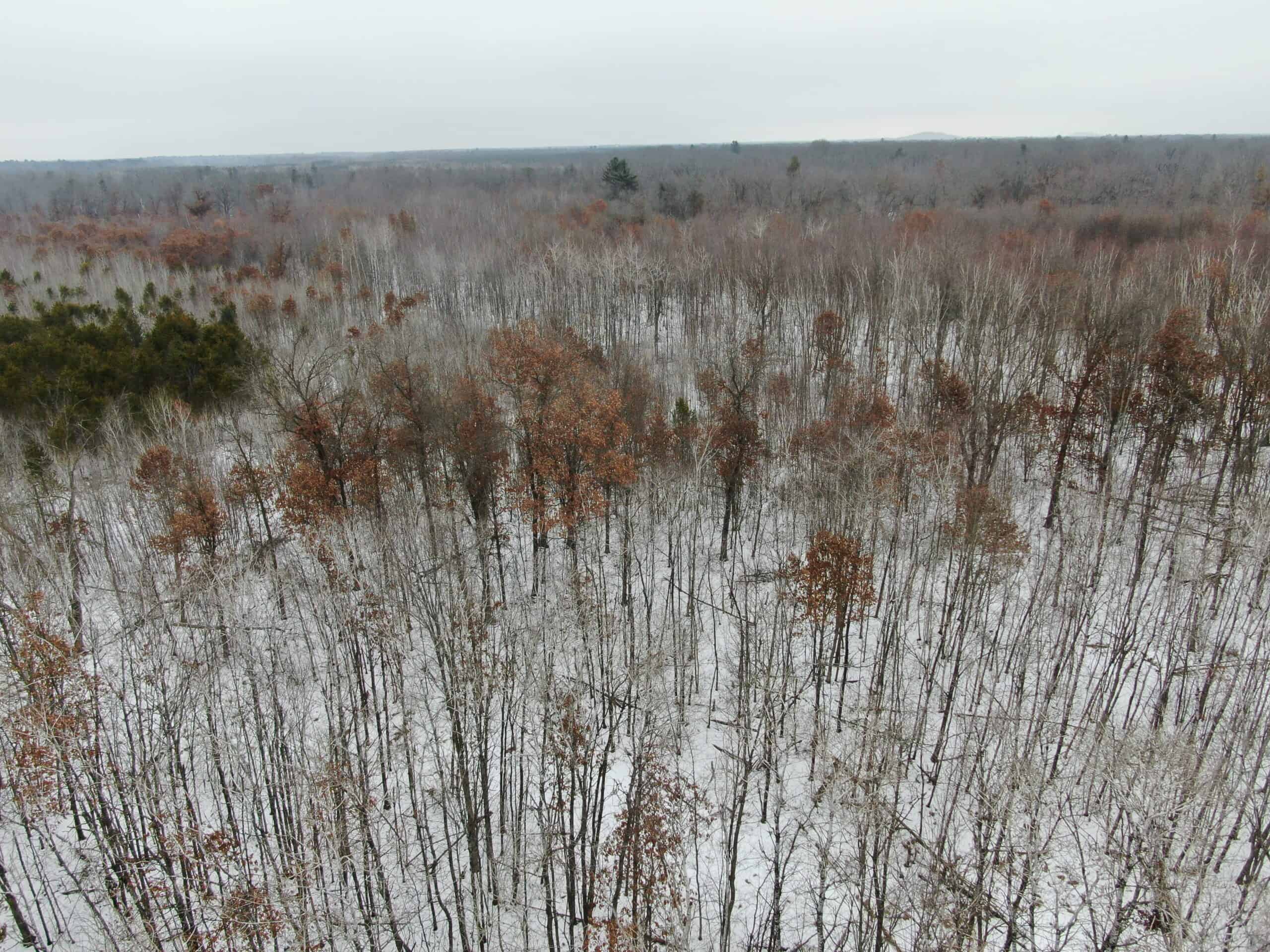 81.54± Acre Parcel in the Town of Clearfield, Juneau County