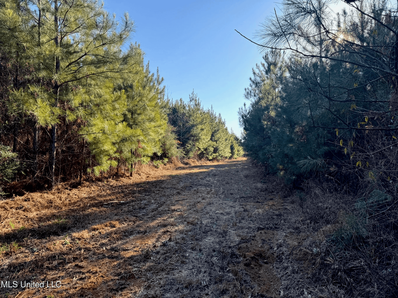 South MS Camp and Land Bordering the National Forest