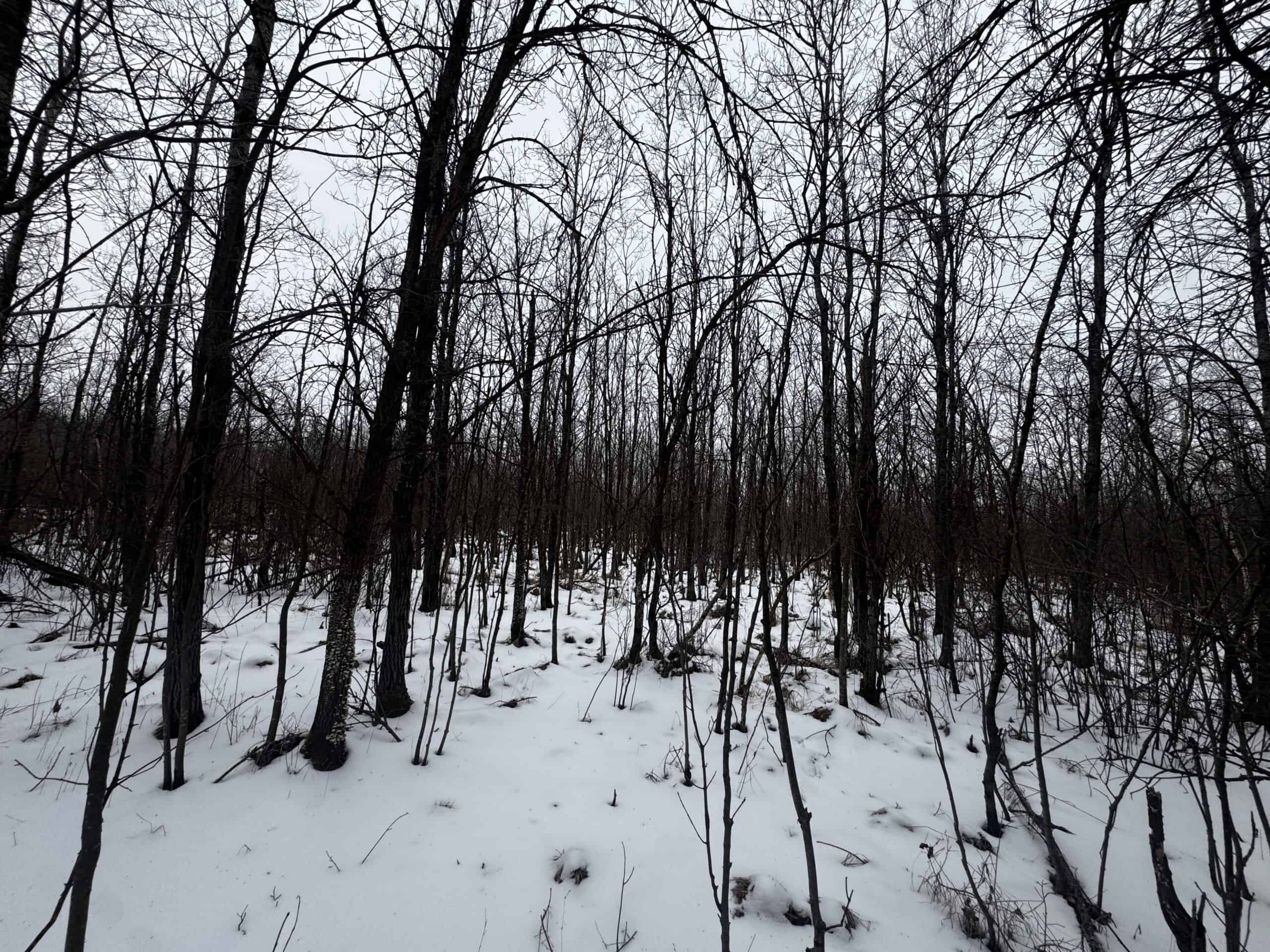 81.54± Acre Parcel in the Town of Clearfield, Juneau County