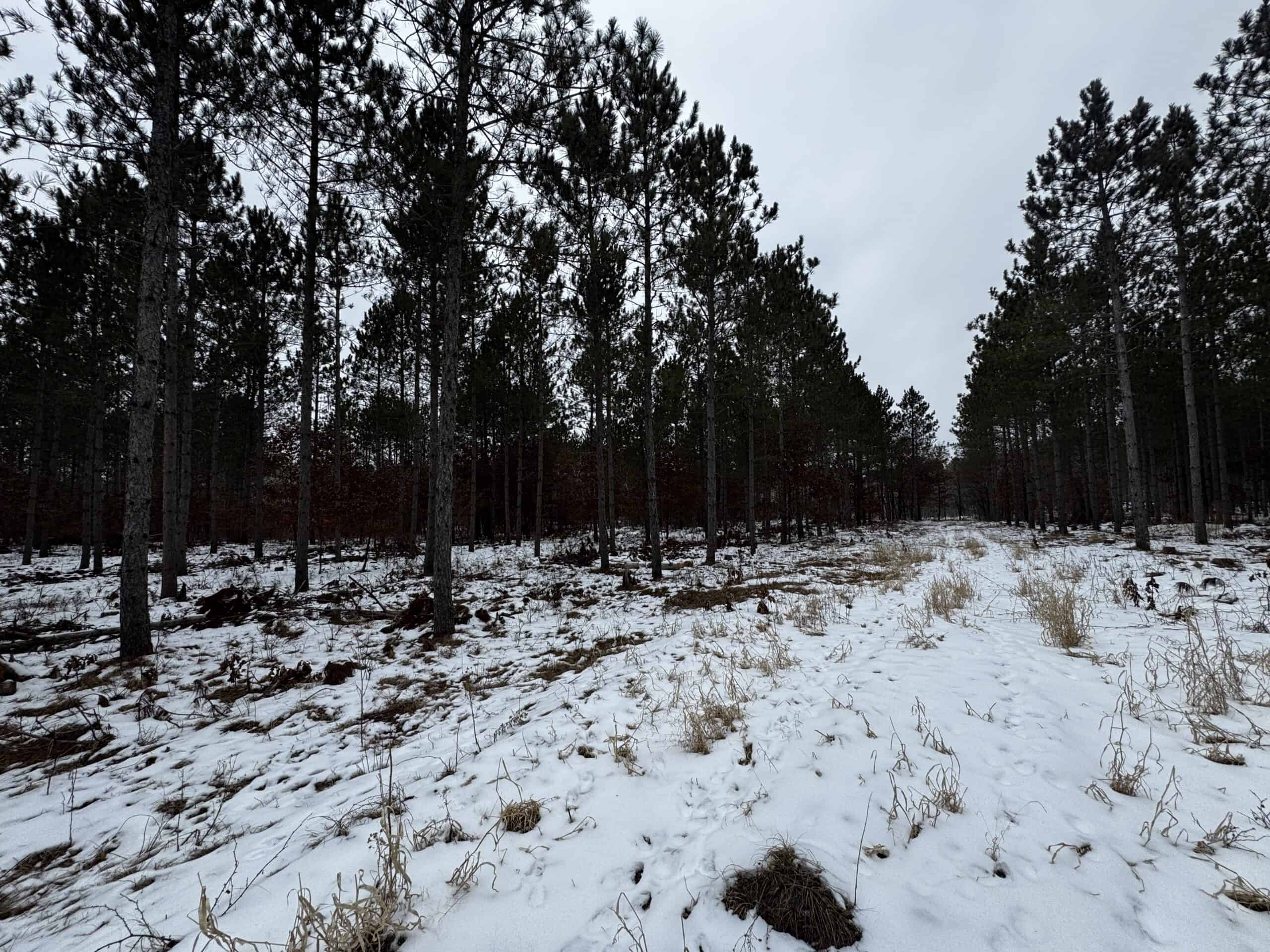 80± acre parcel in the Town of Necedah, Juneau County