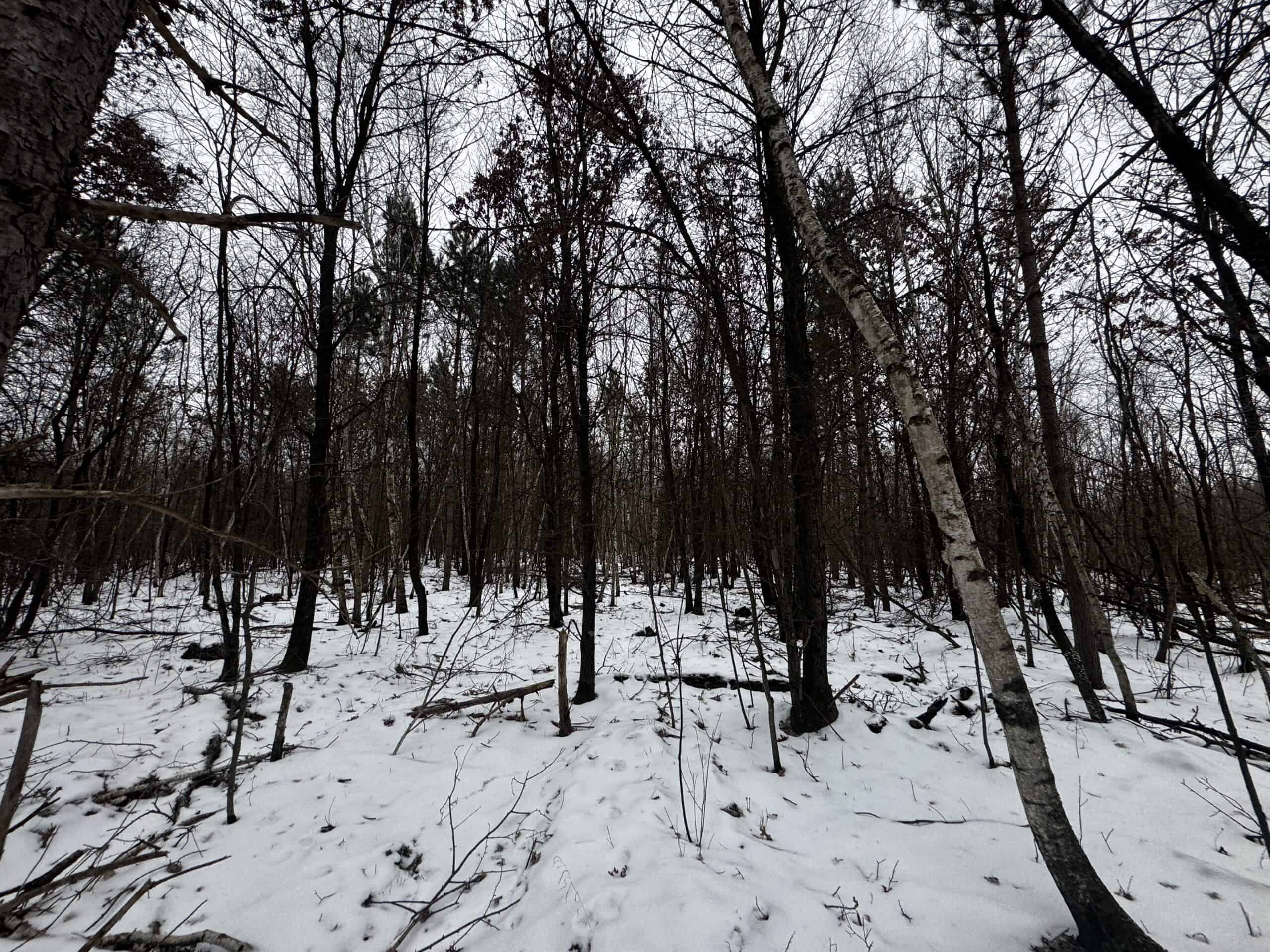 81.54± Acre Parcel in the Town of Clearfield, Juneau County