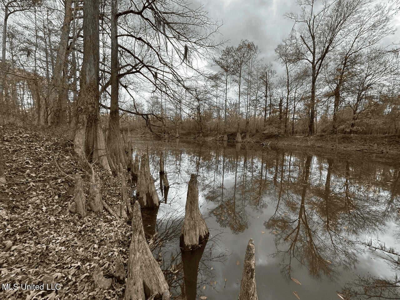 700 Acres in Allen Parish, Louisiana