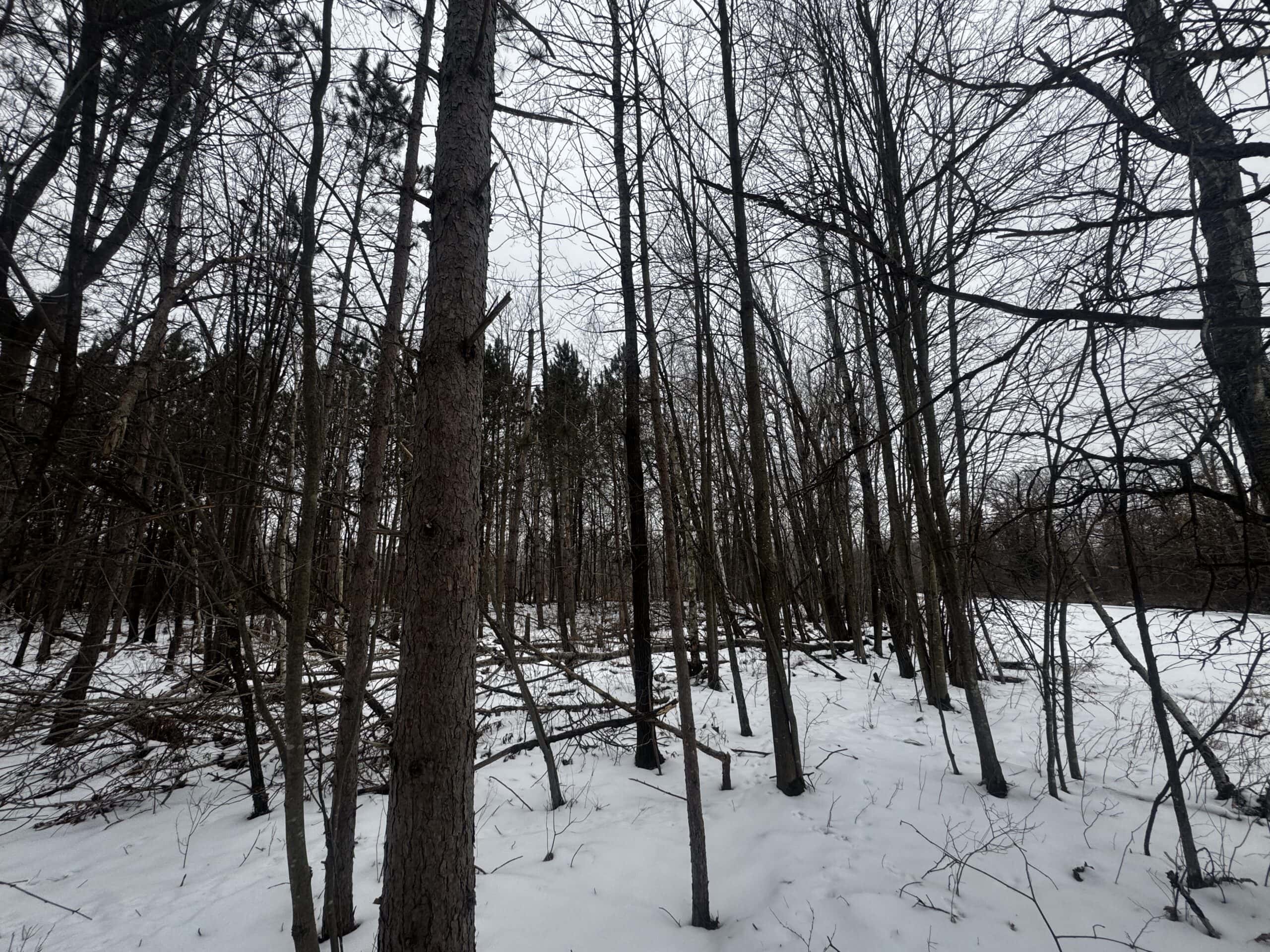 81.64± Acre Parcel in the Town of Clearfield, Juneau County
