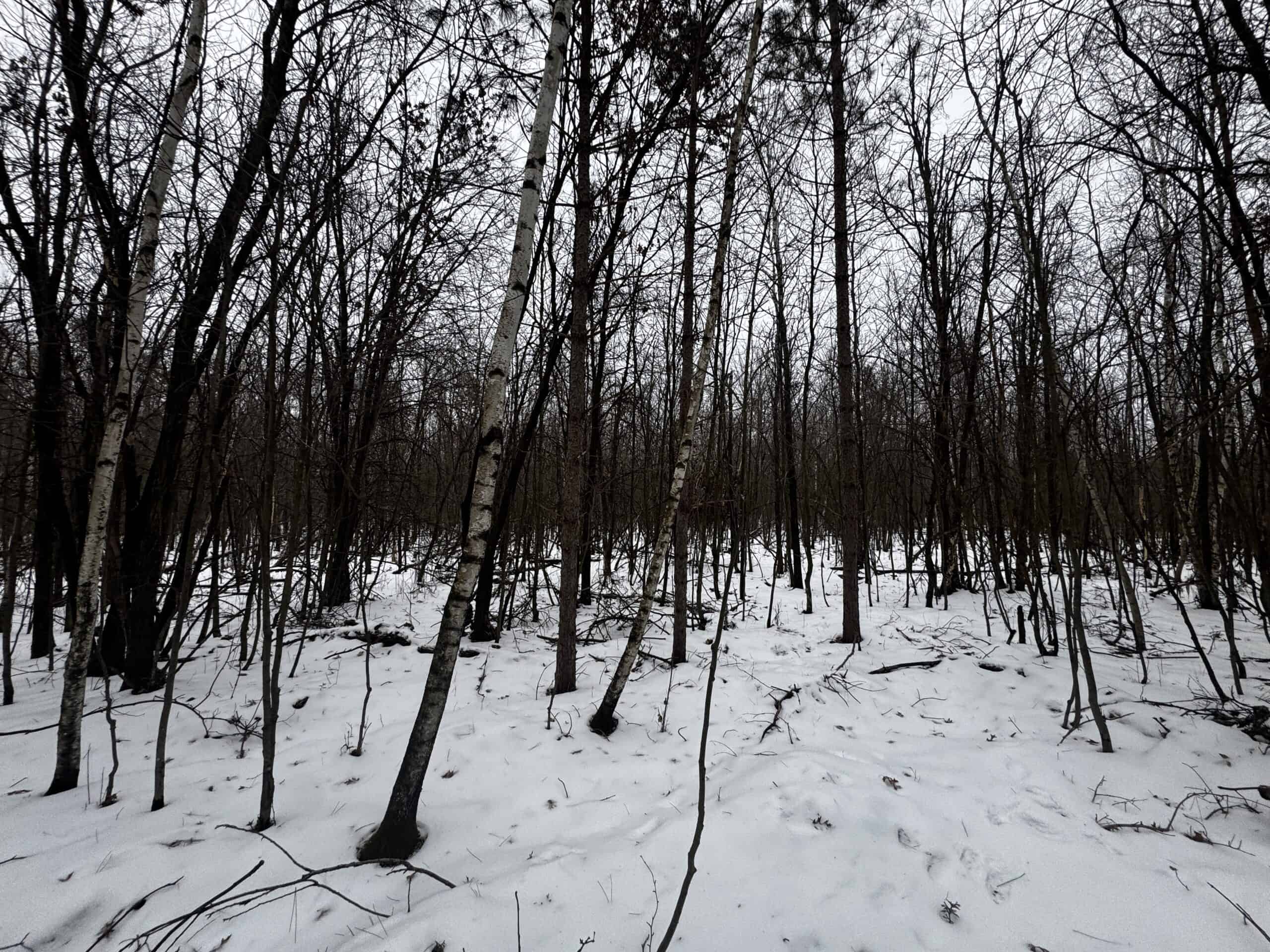 81.54± Acre Parcel in the Town of Clearfield, Juneau County