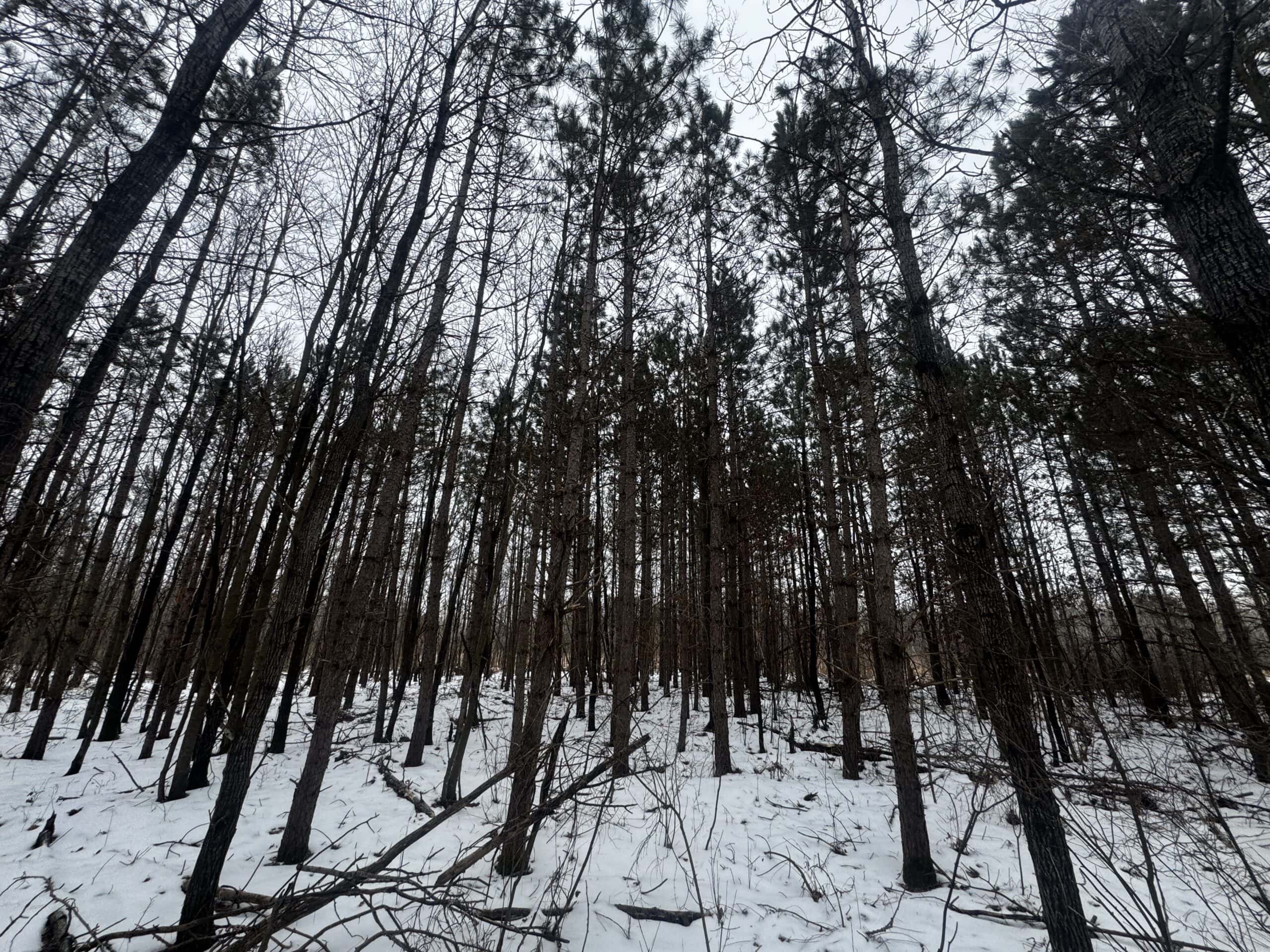 81.64± Acre Parcel in the Town of Clearfield, Juneau County