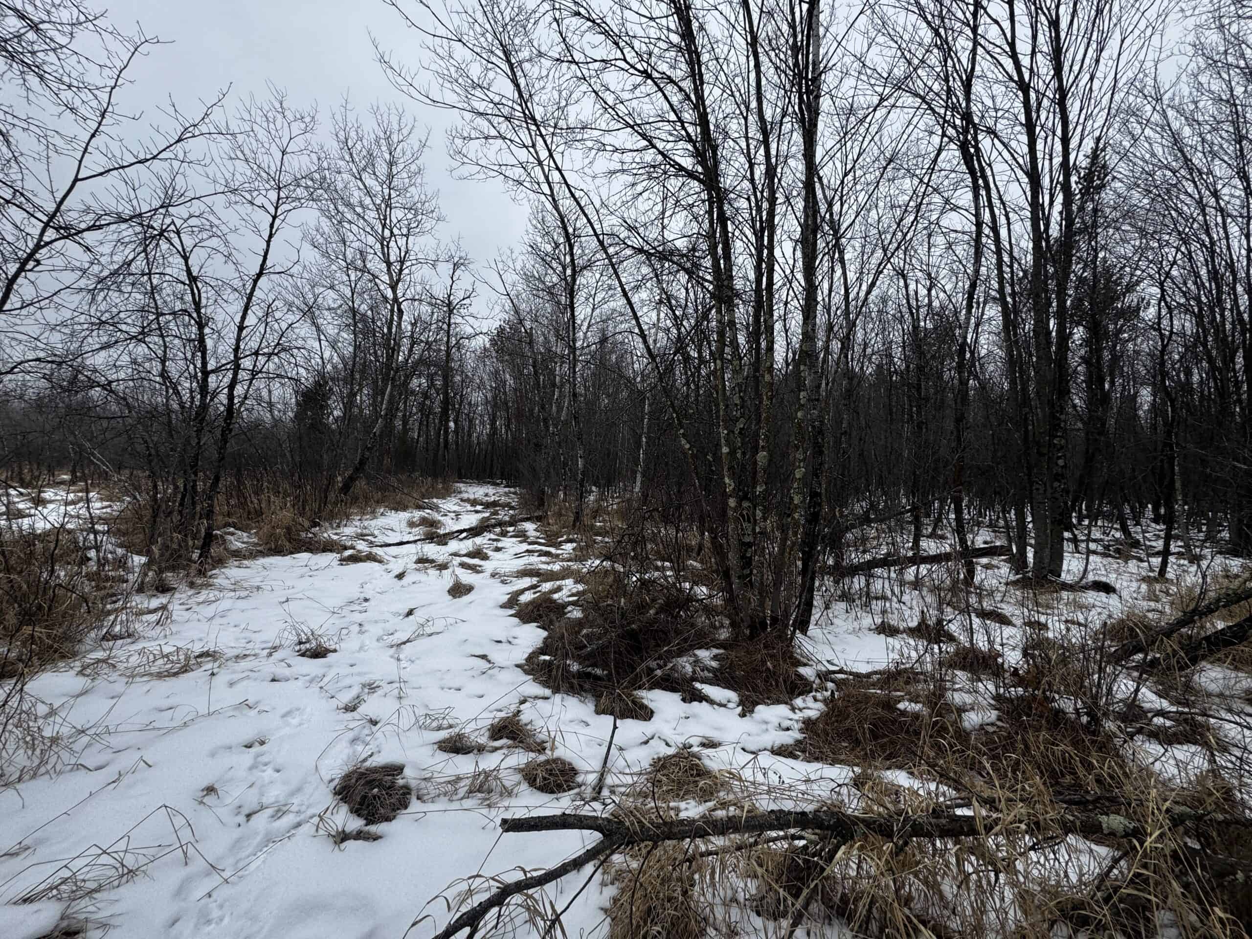 81.54± Acre Parcel in the Town of Clearfield, Juneau County