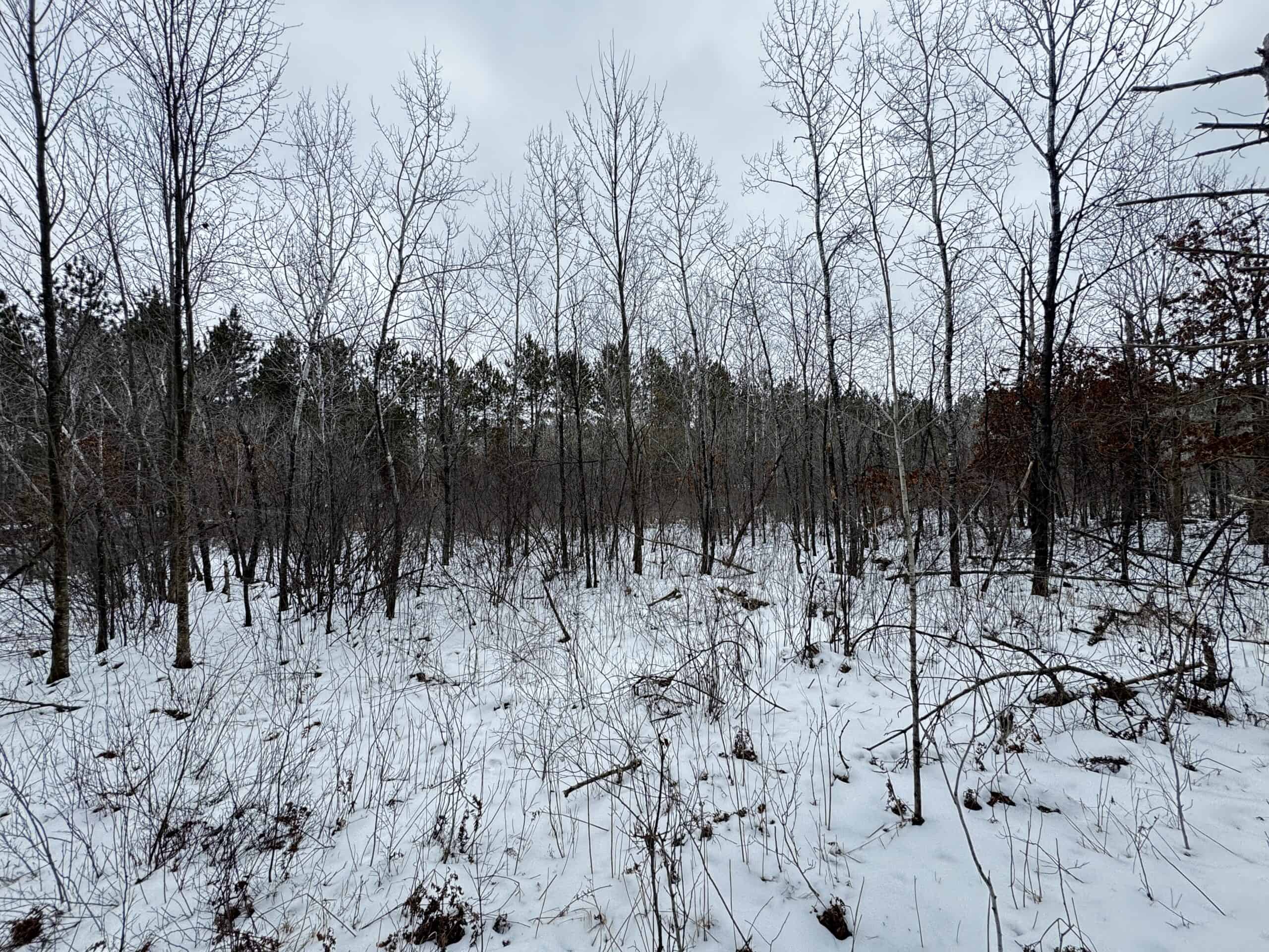 80± acre parcel in the Town of Necedah, Juneau County