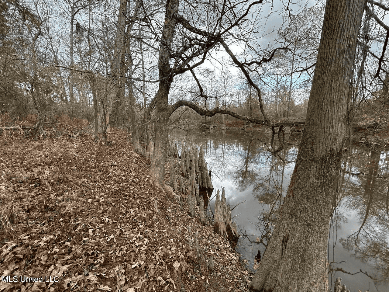 700 Acres in Allen Parish, Louisiana