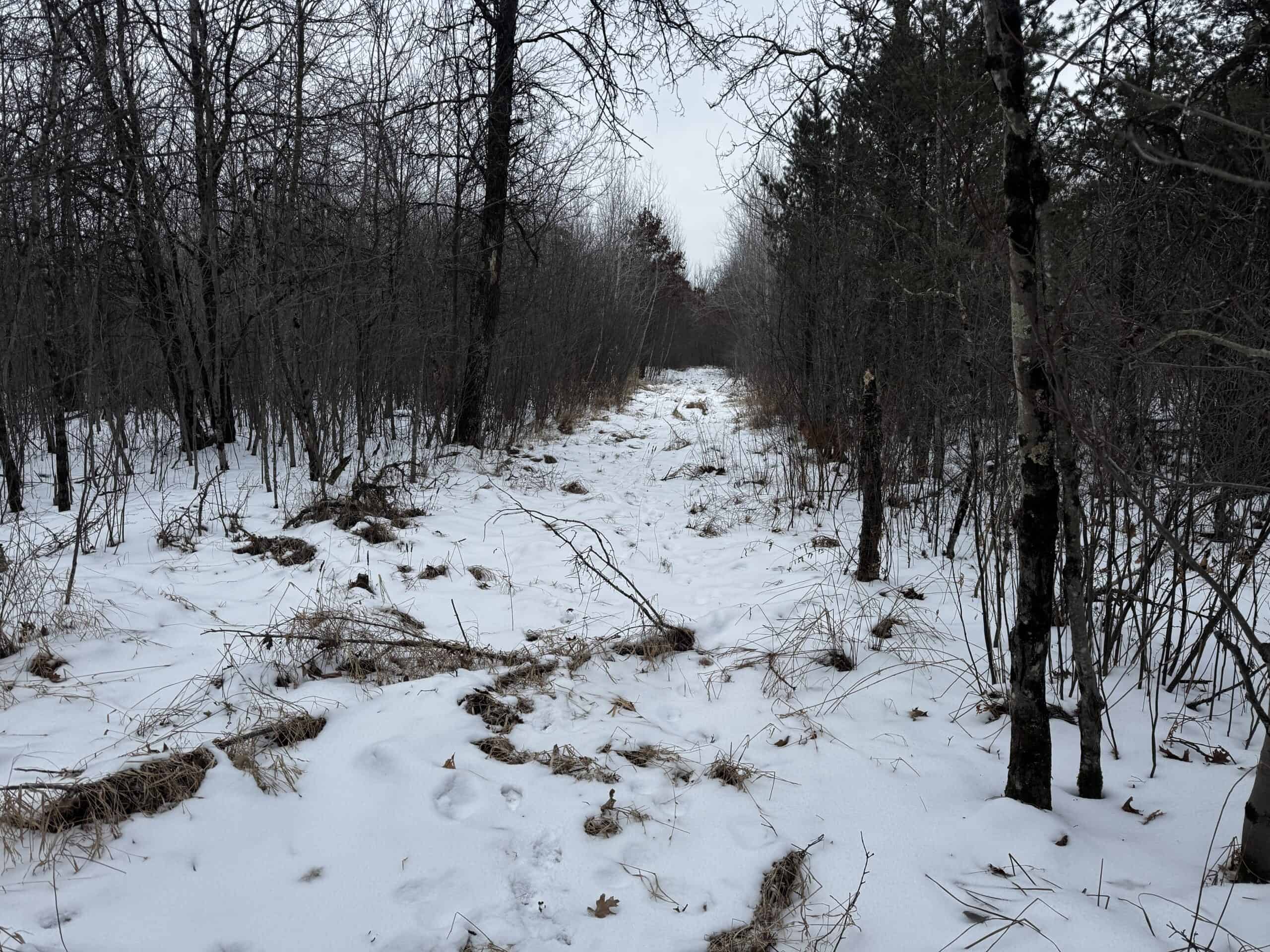 81.54± Acre Parcel in the Town of Clearfield, Juneau County