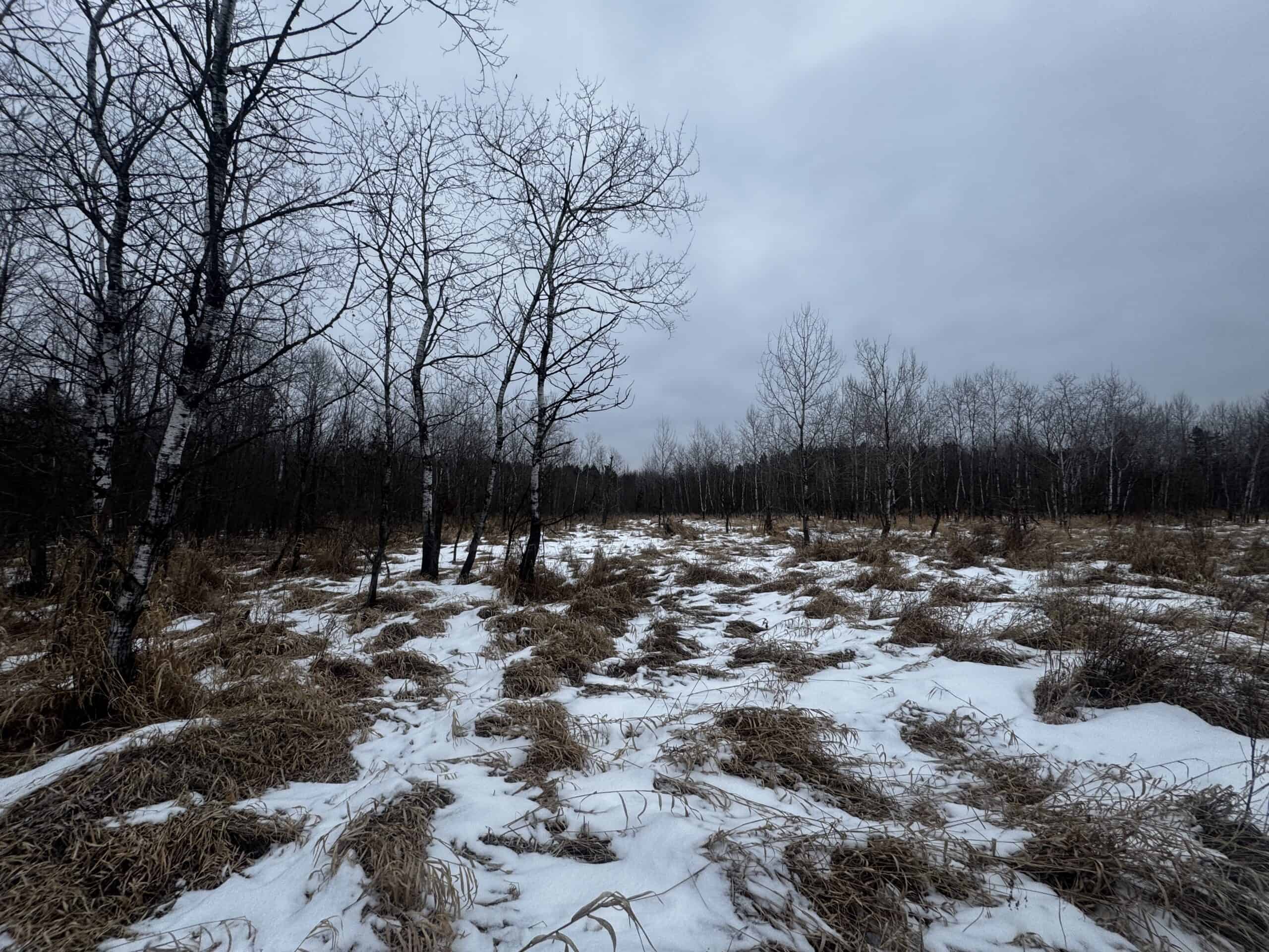 81.64± Acre Parcel in the Town of Clearfield, Juneau County
