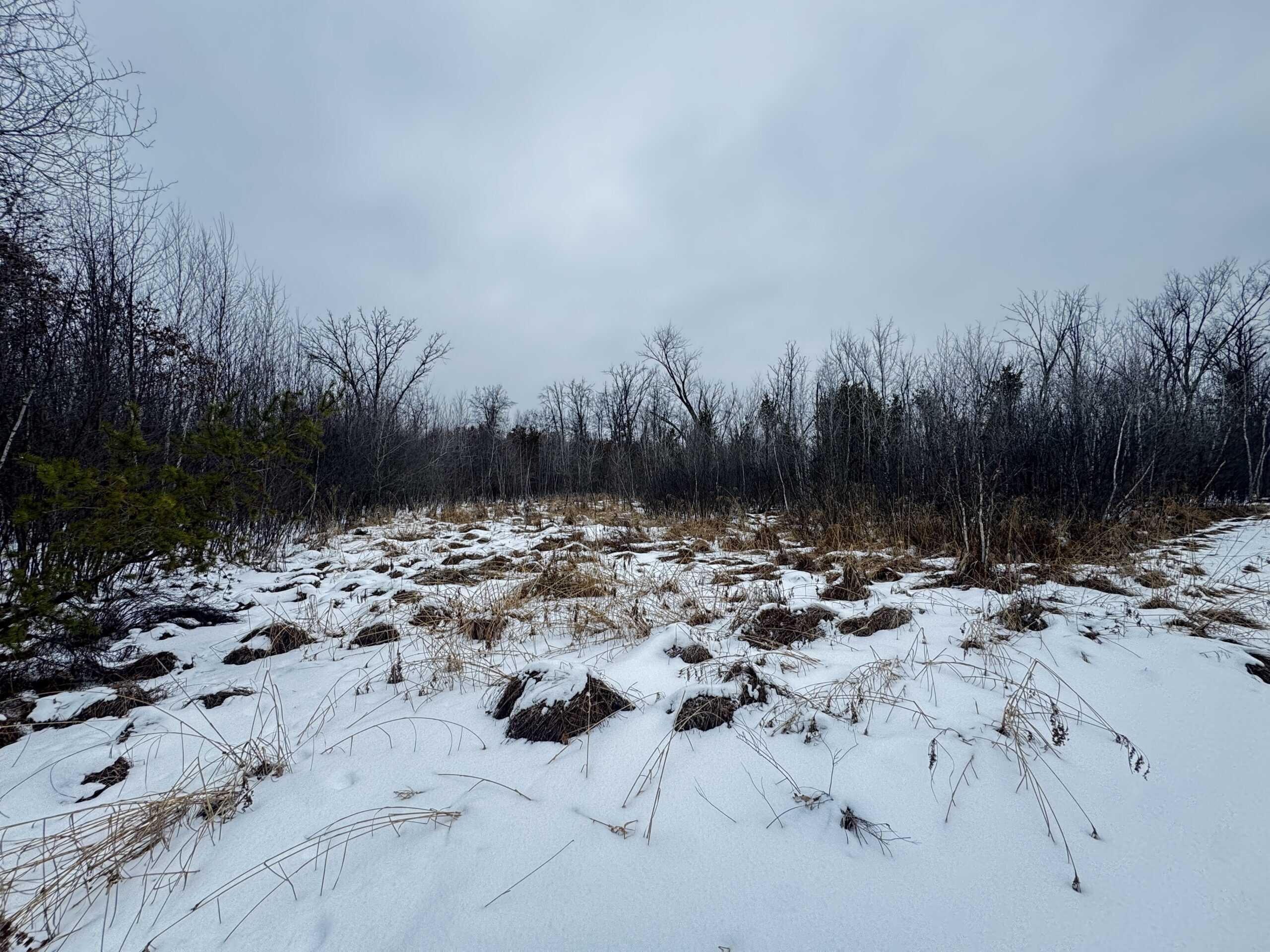 81.54± Acre Parcel in the Town of Clearfield, Juneau County
