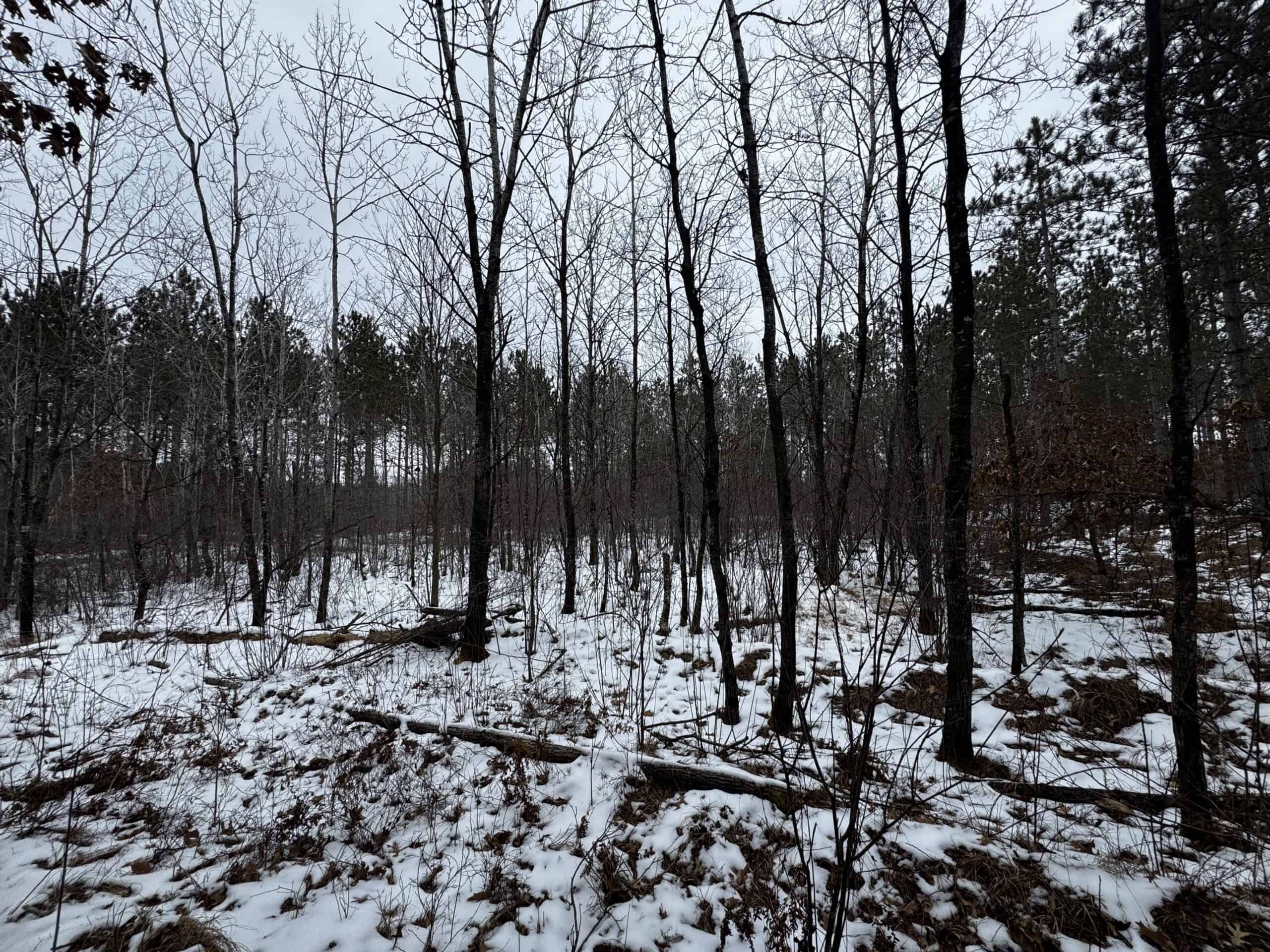 80± acre parcel in the Town of Necedah, Juneau County
