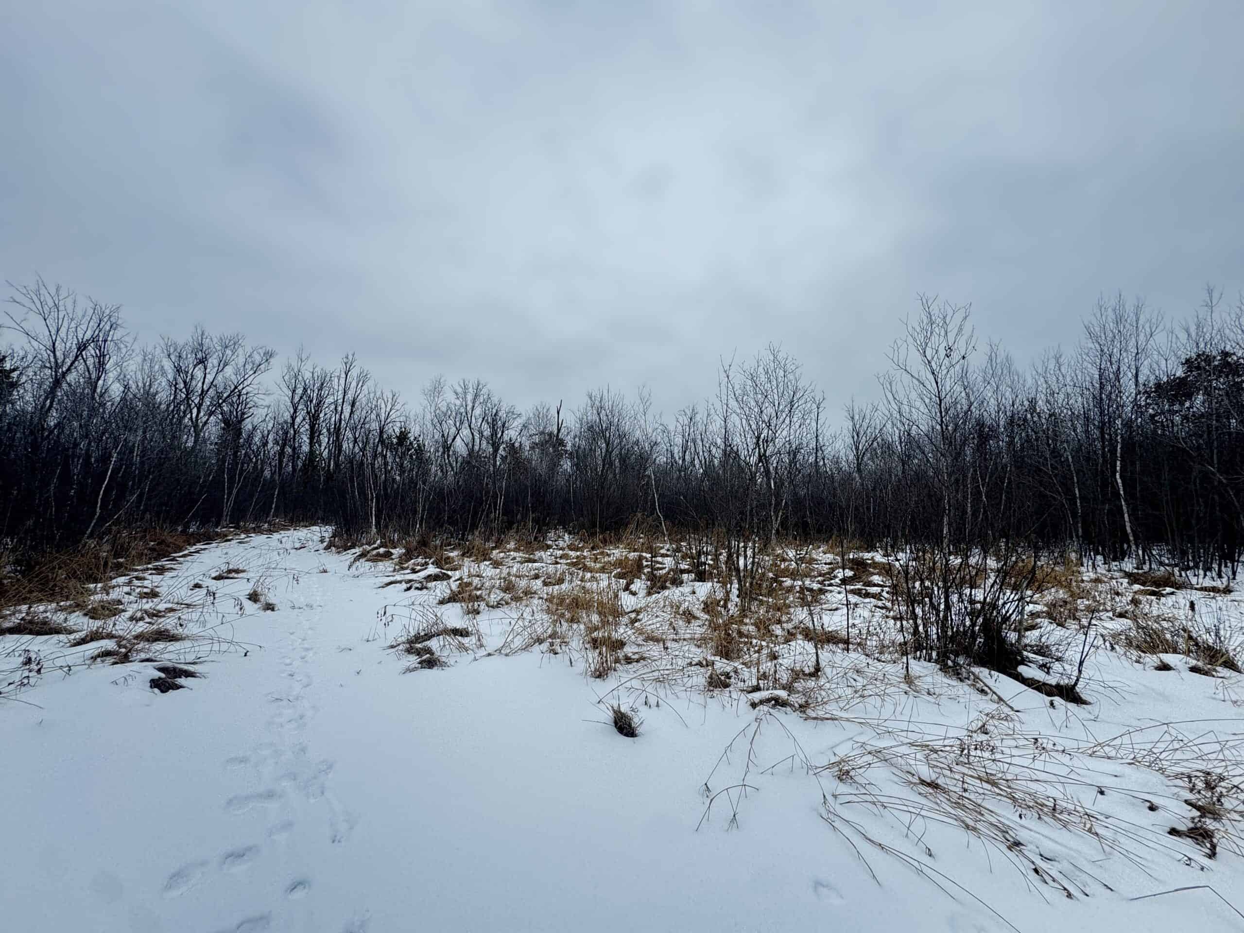 81.54± Acre Parcel in the Town of Clearfield, Juneau County