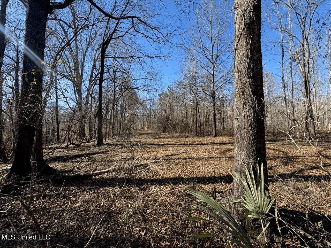 Tensas Riverfront Hunting Land Concordia Parish, LA