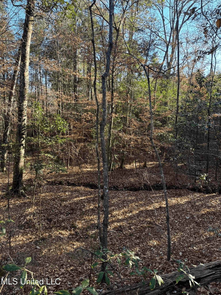 South MS Camp and Land Bordering the National Forest