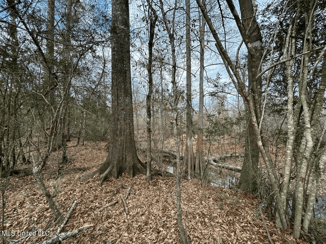 700 Acres in Allen Parish, Louisiana