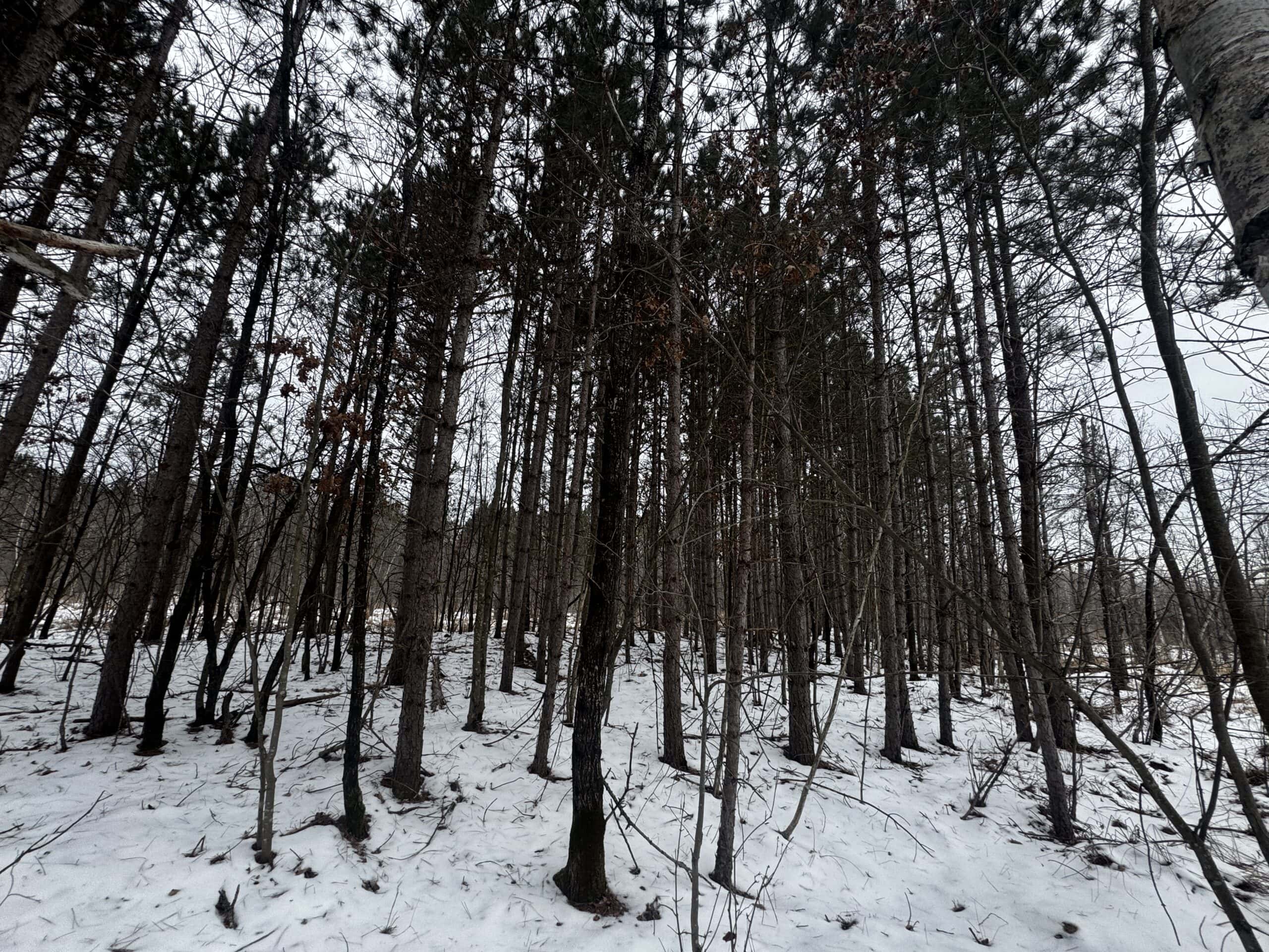 81.64± Acre Parcel in the Town of Clearfield, Juneau County
