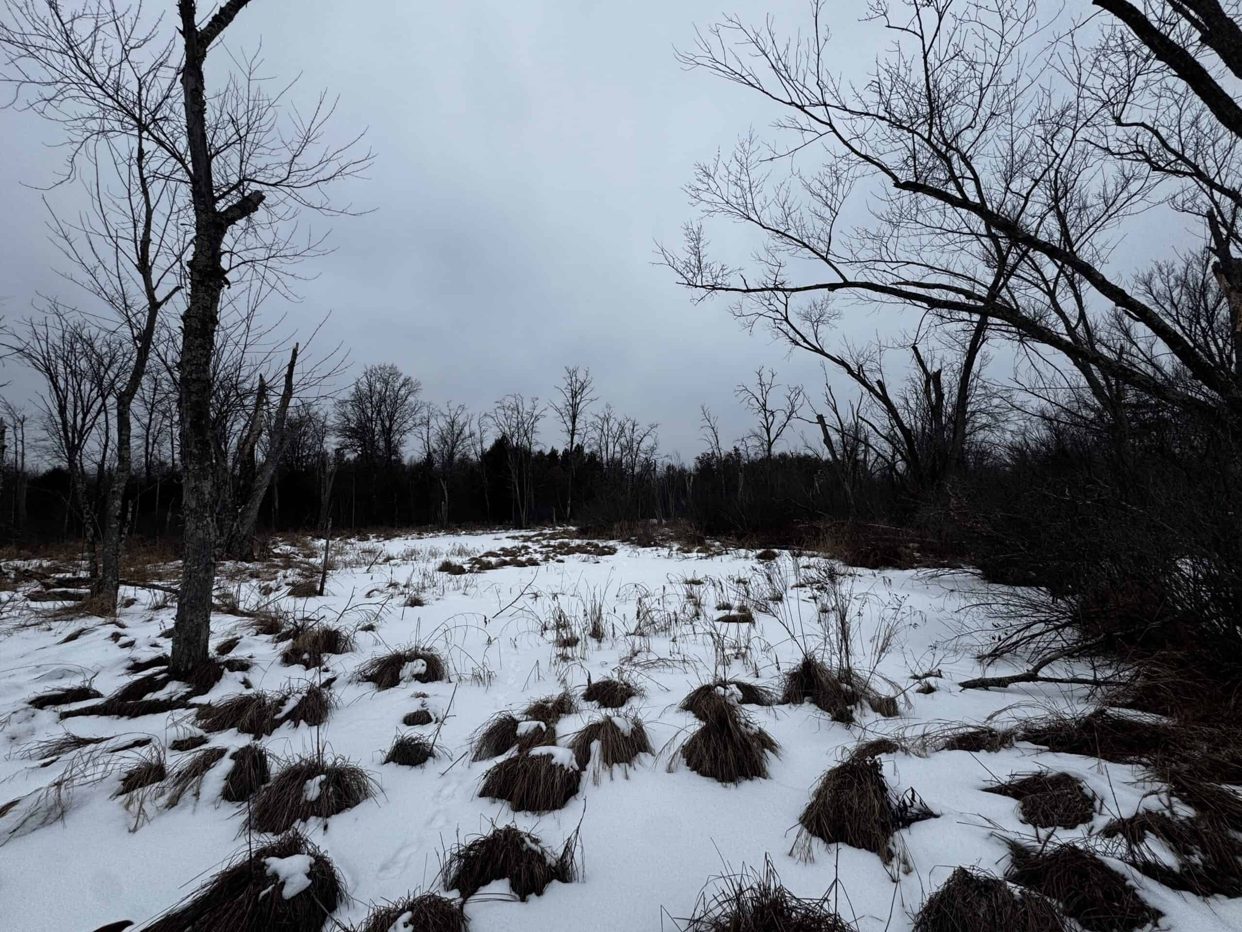 81.54± Acre Parcel in the Town of Clearfield, Juneau County