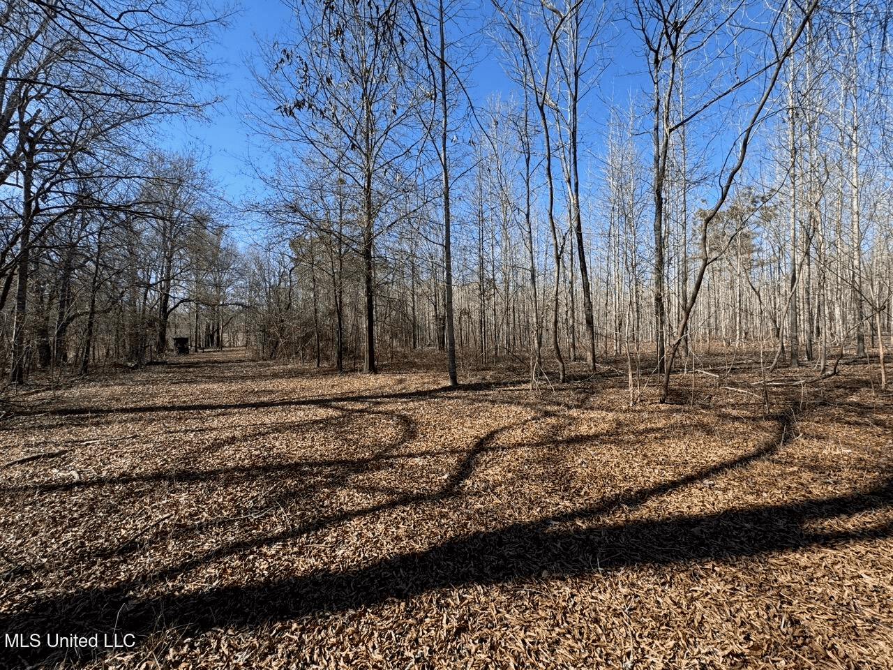 Tensas Riverfront Hunting Land Concordia Parish, LA