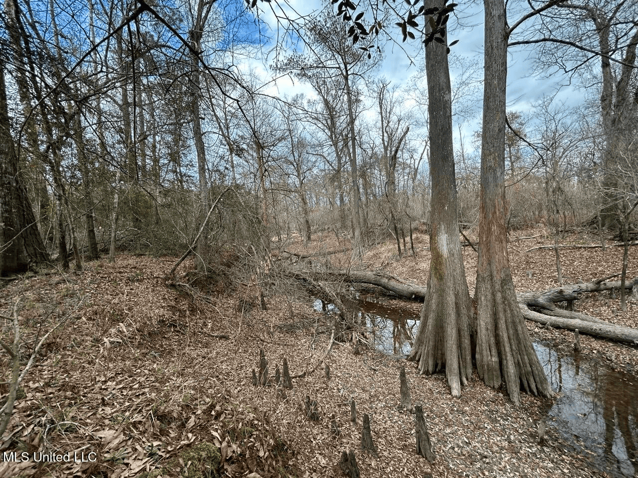 700 Acres in Allen Parish, Louisiana