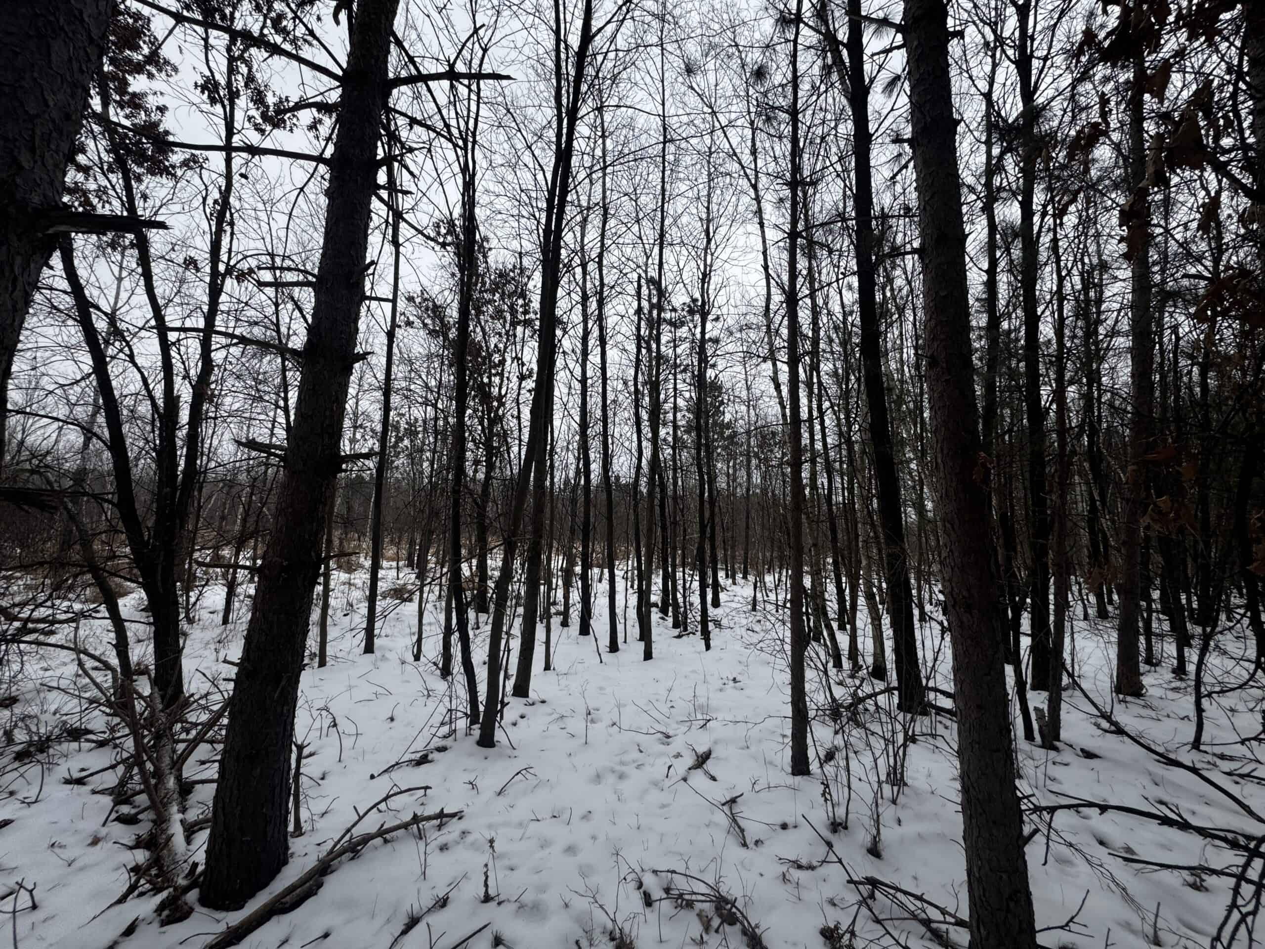 81.64± Acre Parcel in the Town of Clearfield, Juneau County