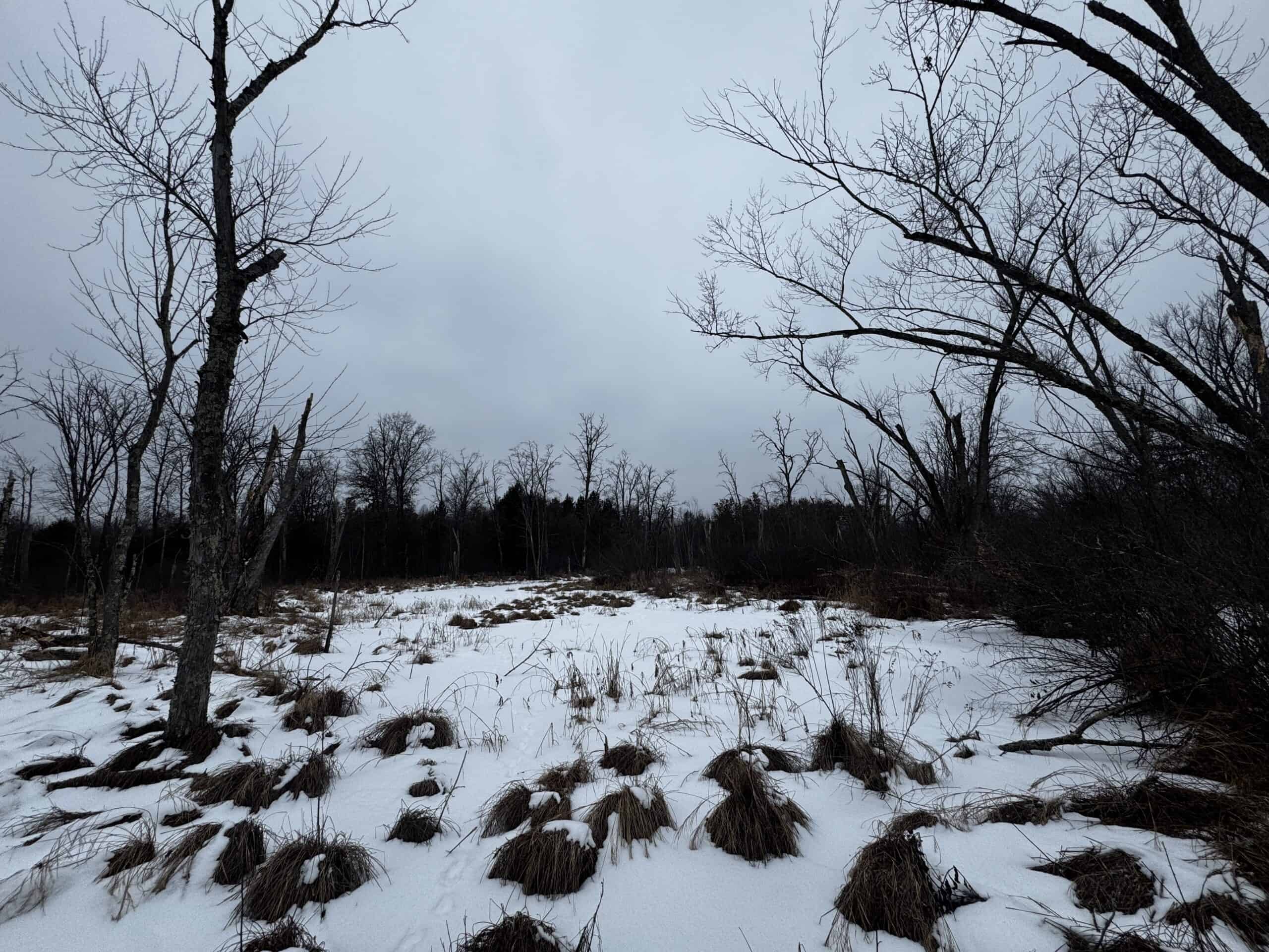 81.54± Acre Parcel in the Town of Clearfield, Juneau County