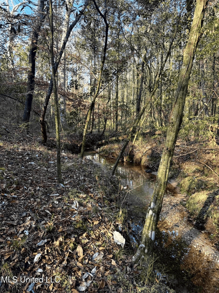 South MS Camp and Land Bordering the National Forest