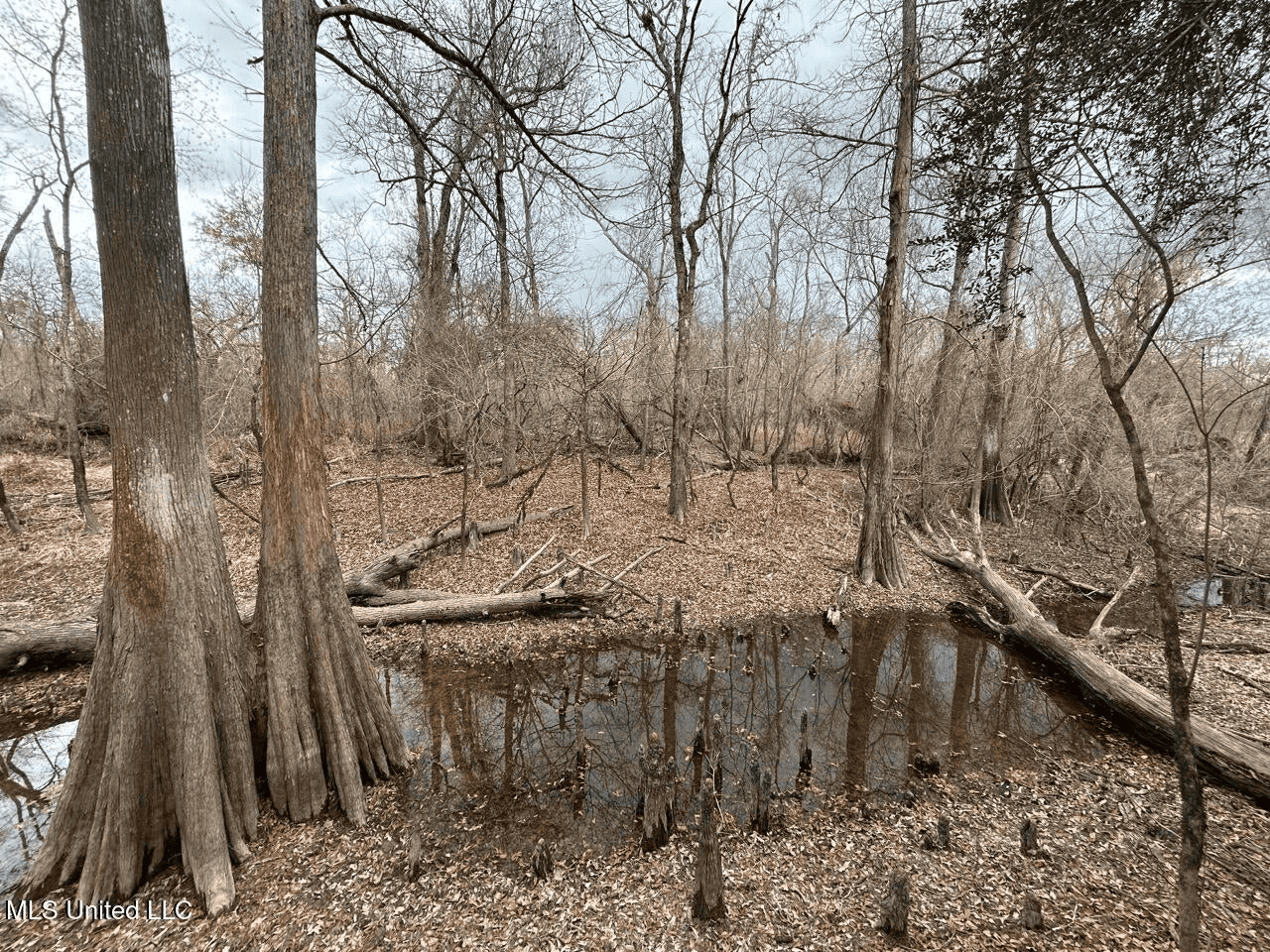700 Acres in Allen Parish, Louisiana