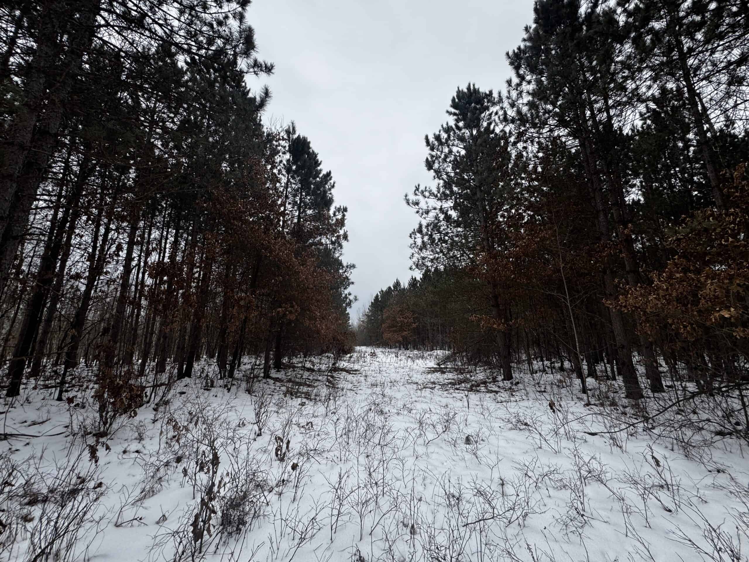 81.64± Acre Parcel in the Town of Clearfield, Juneau County