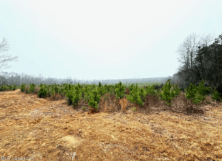 Hunting & Homesite Land Near Tylertown, MS