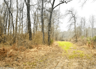 Hunting & Homesite Land Near Tylertown, MS