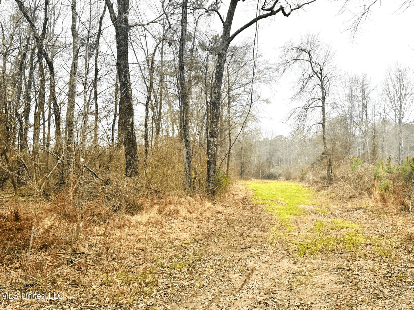 Hunting & Homesite Land Near Tylertown, MS