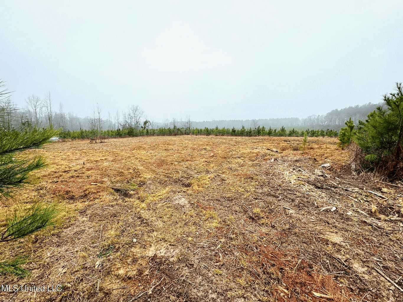 Hunting & Homesite Land Near Tylertown, MS