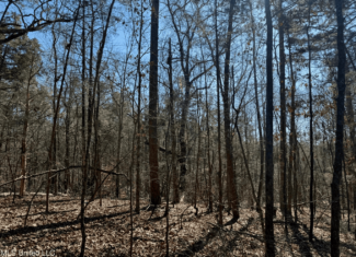 Hunting Land for Sale in Yalobusha County, MS