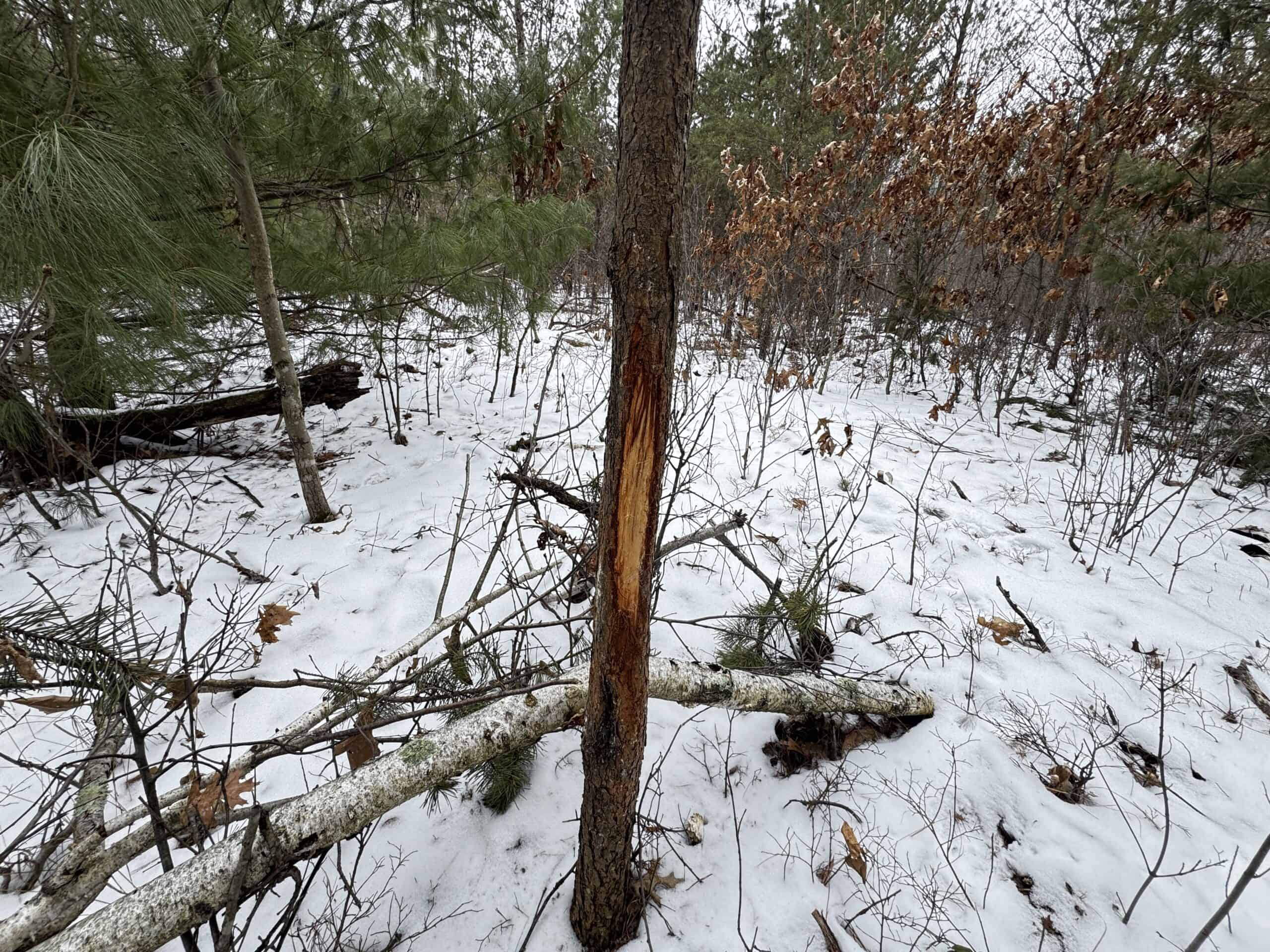 120± Acre Property in the Town of Clearfield, Juneau County