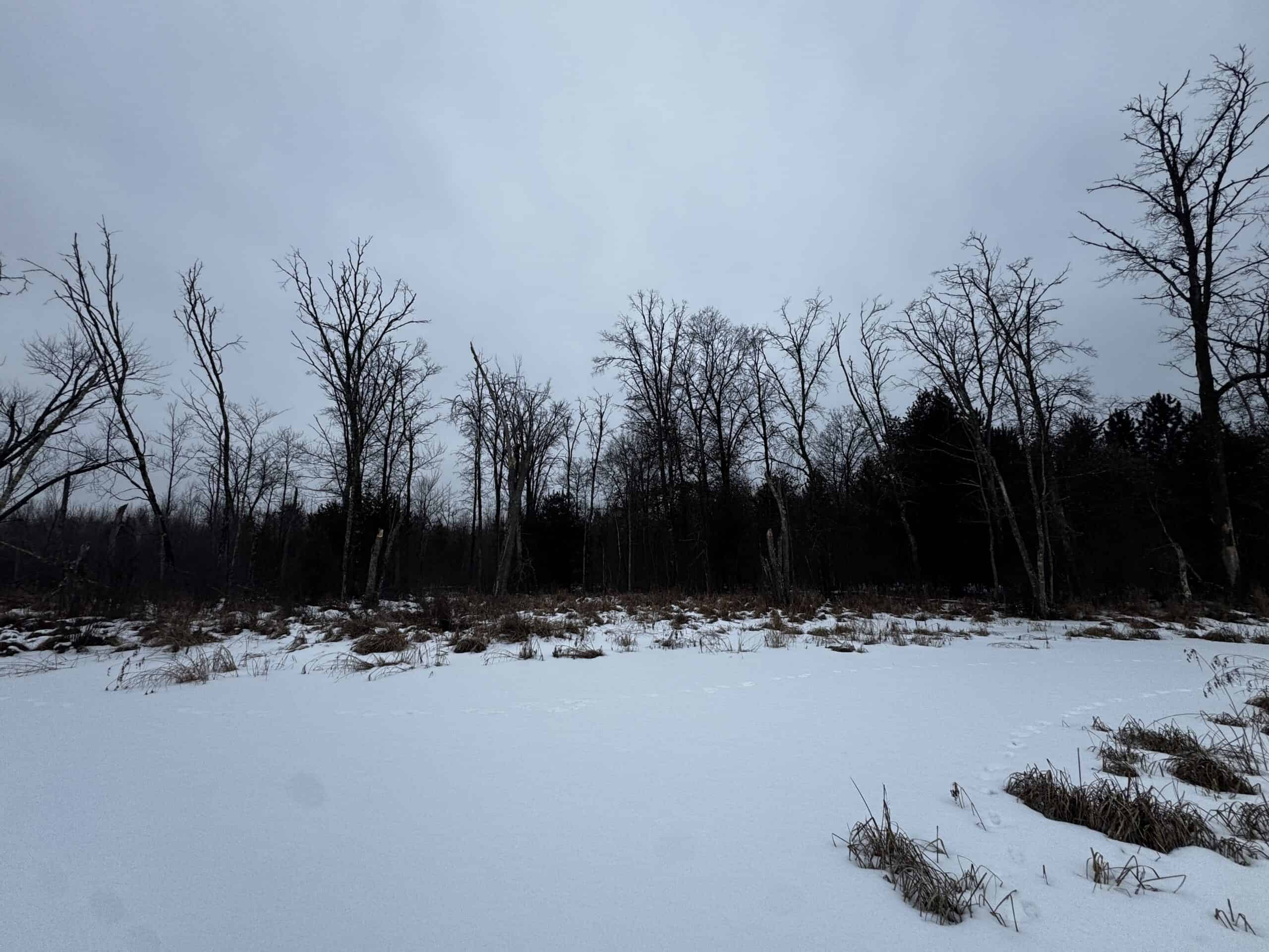 81.54± Acre Parcel in the Town of Clearfield, Juneau County