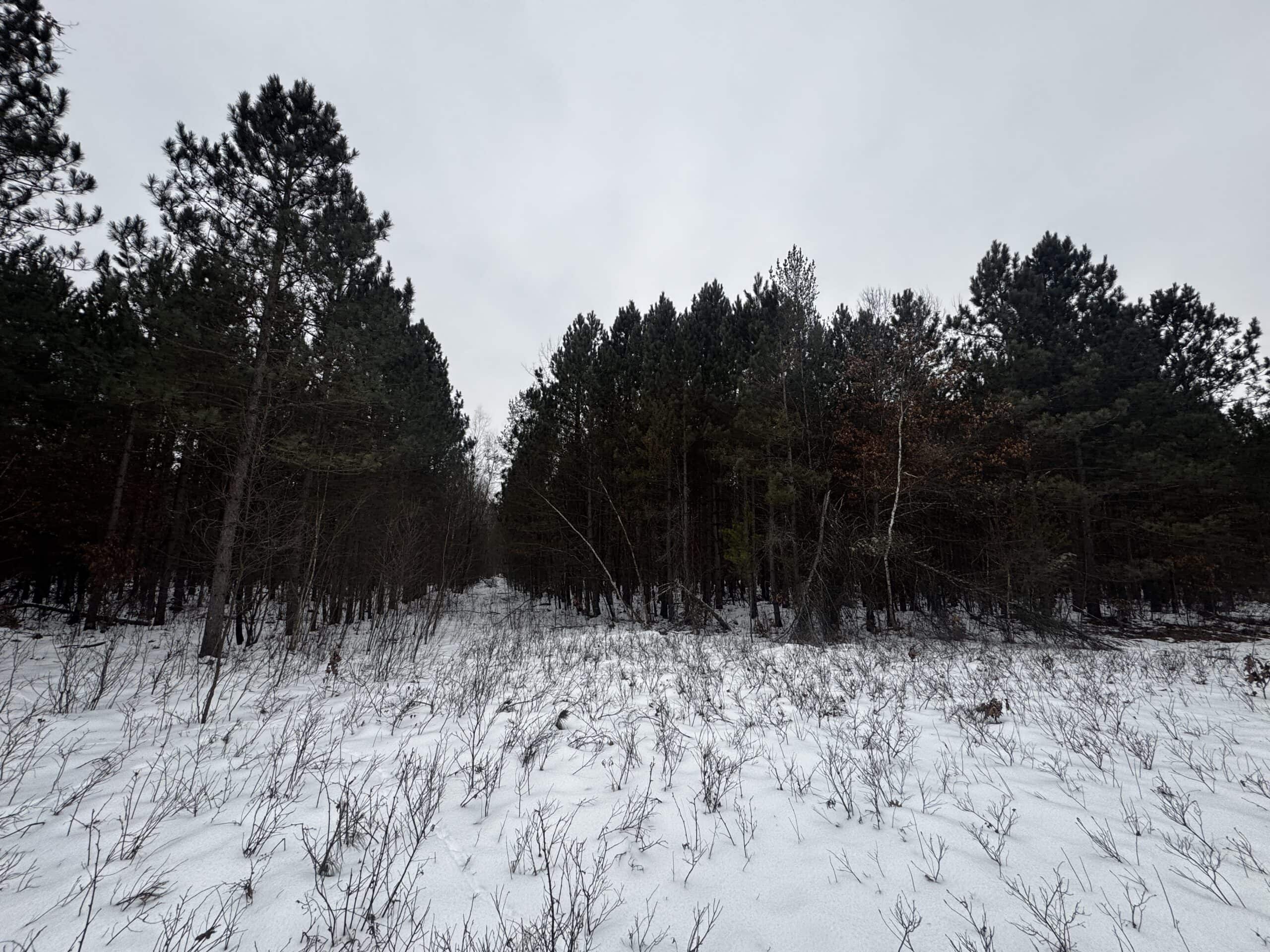 81.64± Acre Parcel in the Town of Clearfield, Juneau County